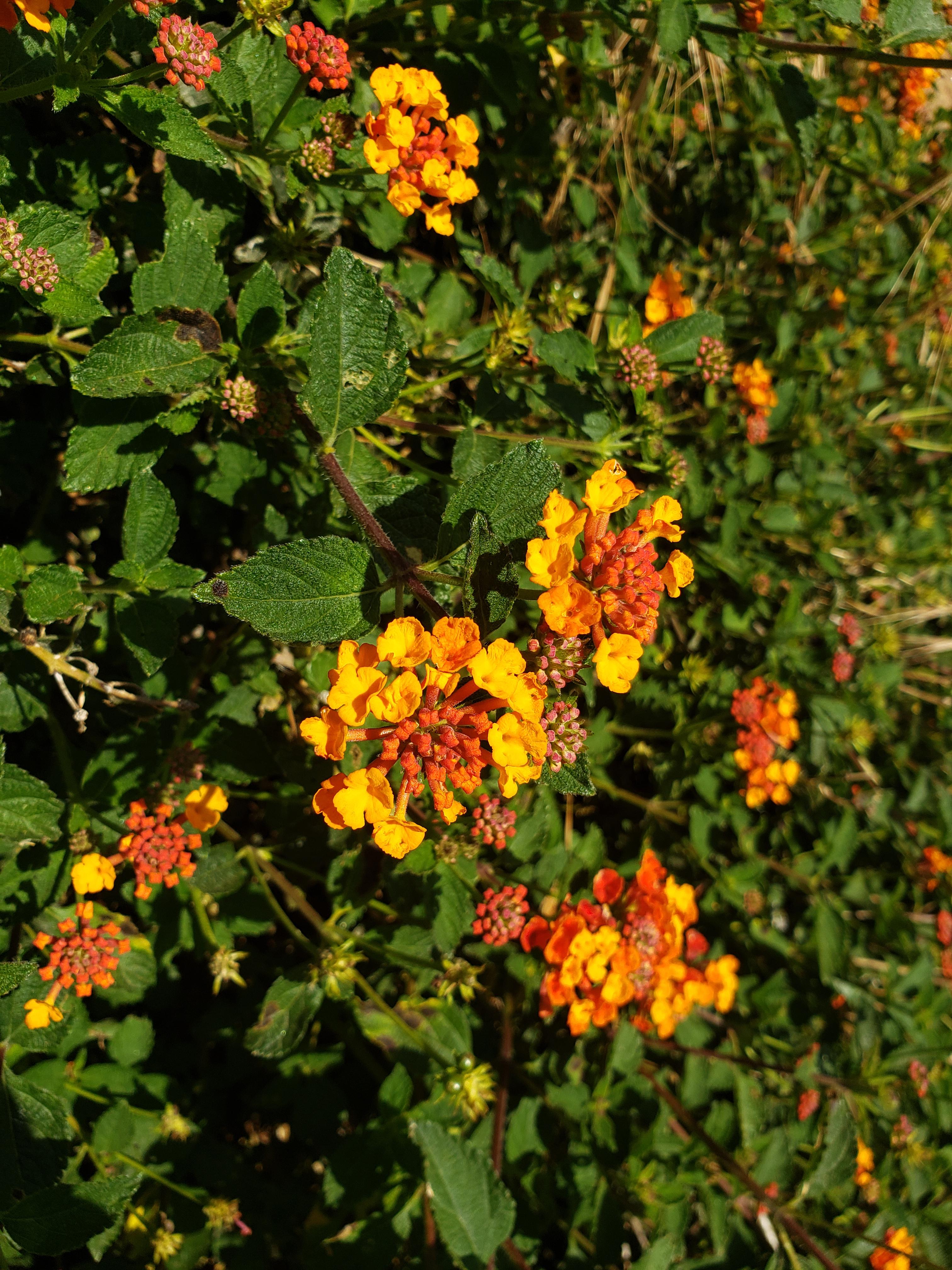 Good looking flower growing on a Bush in zone 9b. Ideas? r/whatsthisplant