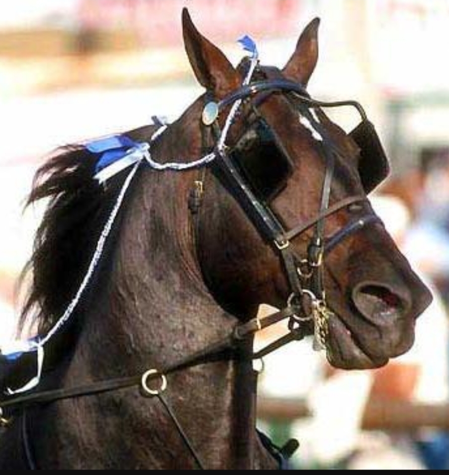 Horse blinders. Could prevent a horse from being spooked.