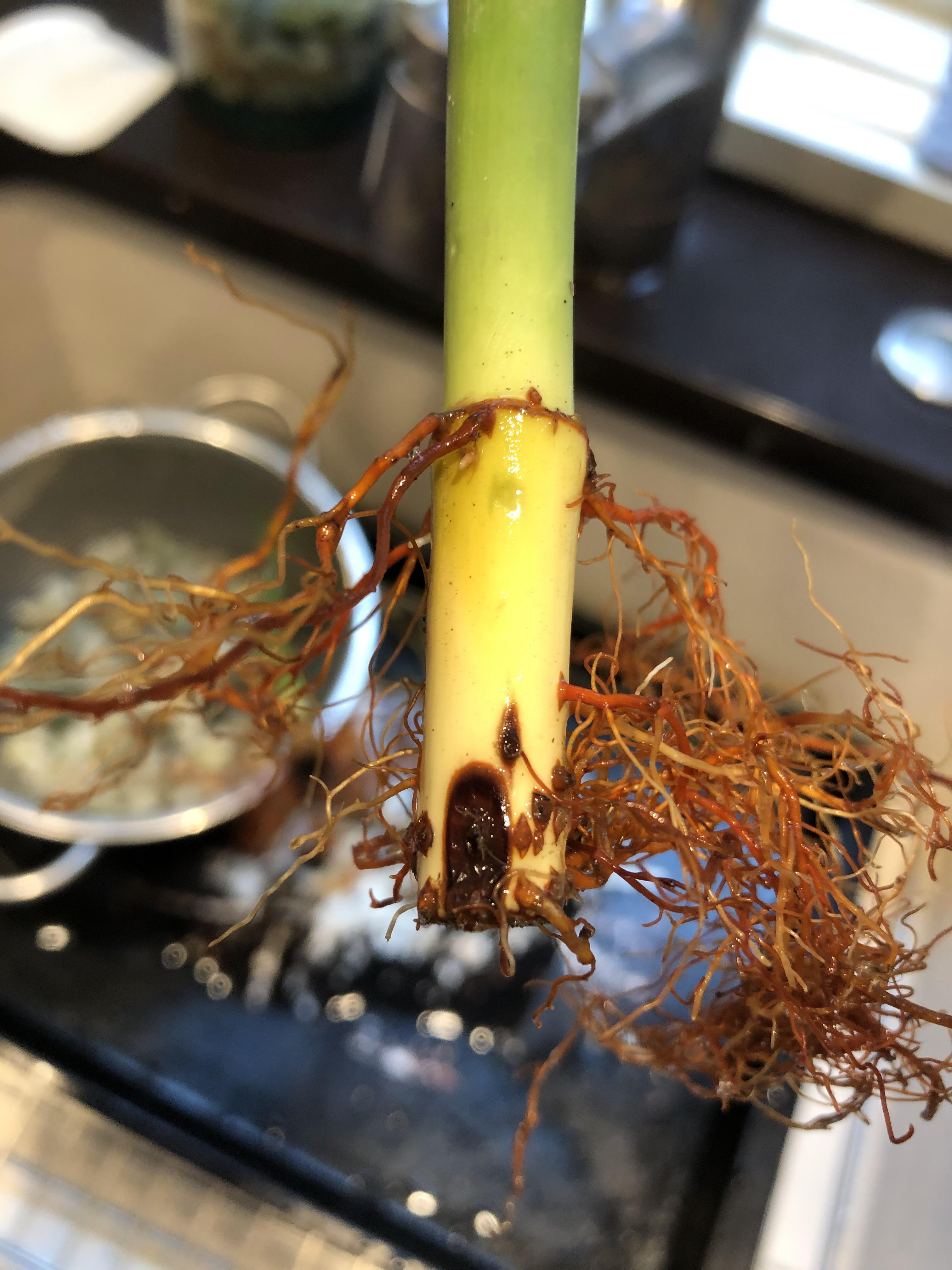 Is this dark spot on my lucky bamboo rot? More info in the comments r