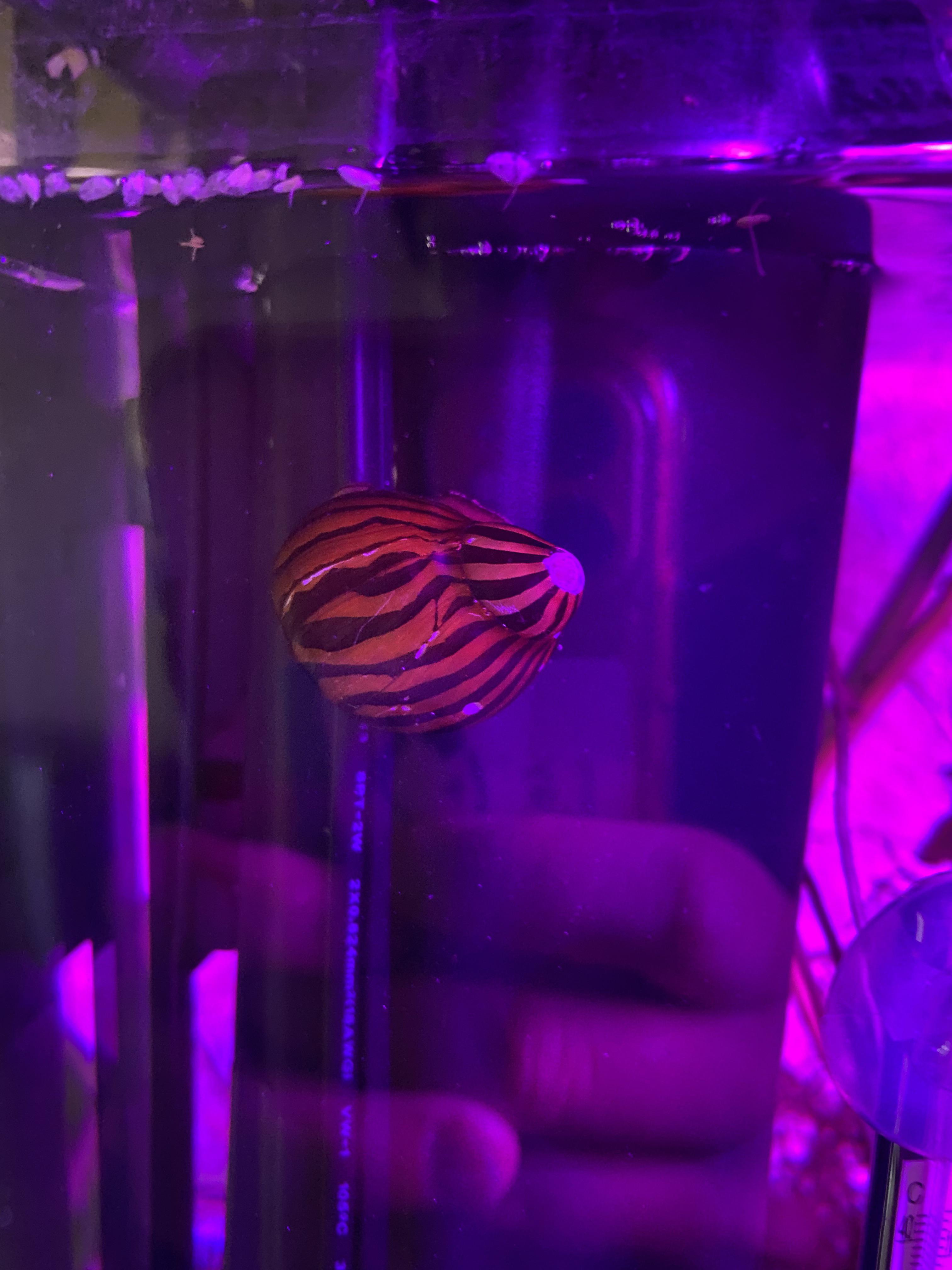 My snail is deteriorating, she’ll if chipping and turning white. same