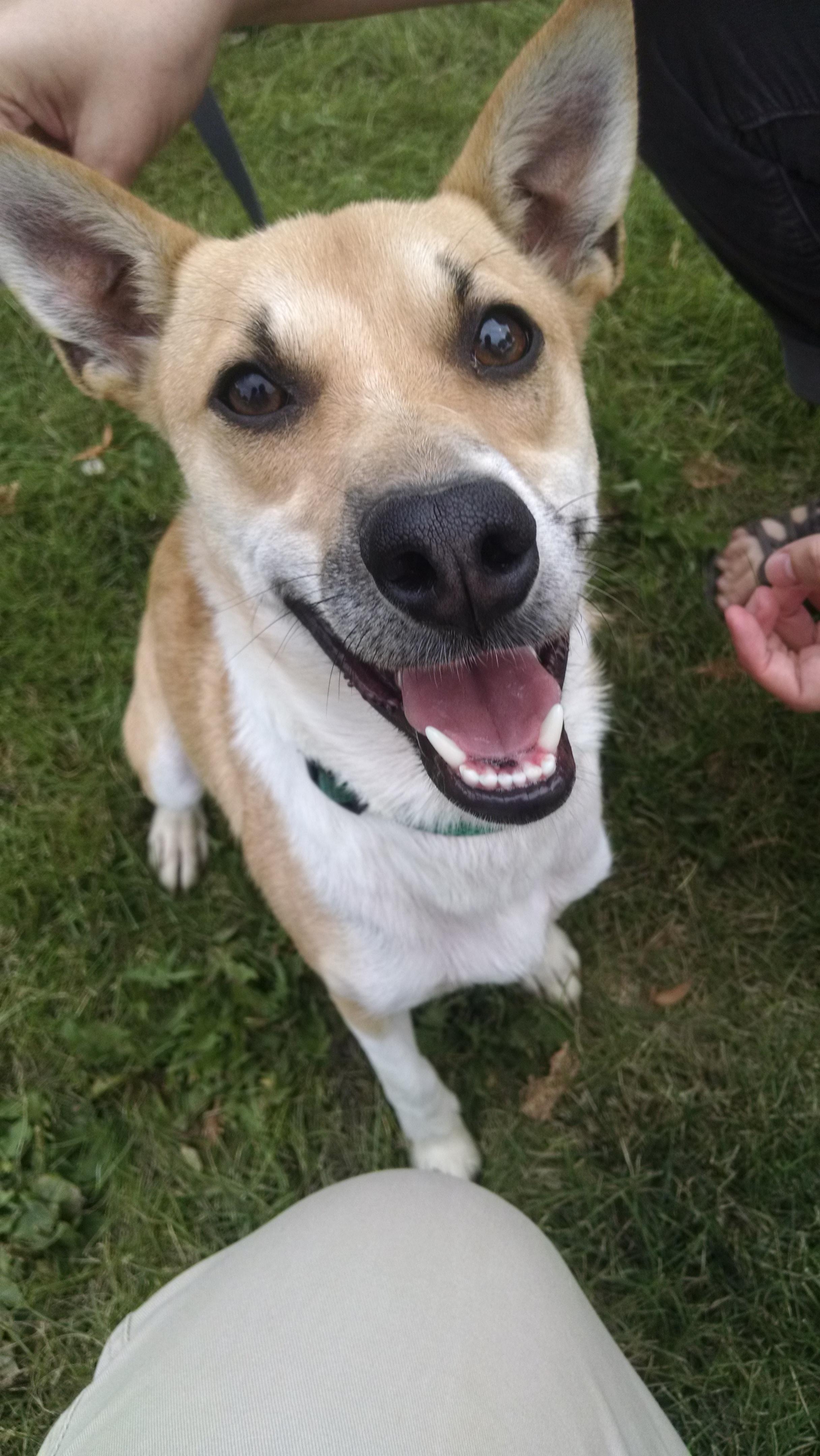 Meet Dietrich, our new 16 month old mix. Basenji