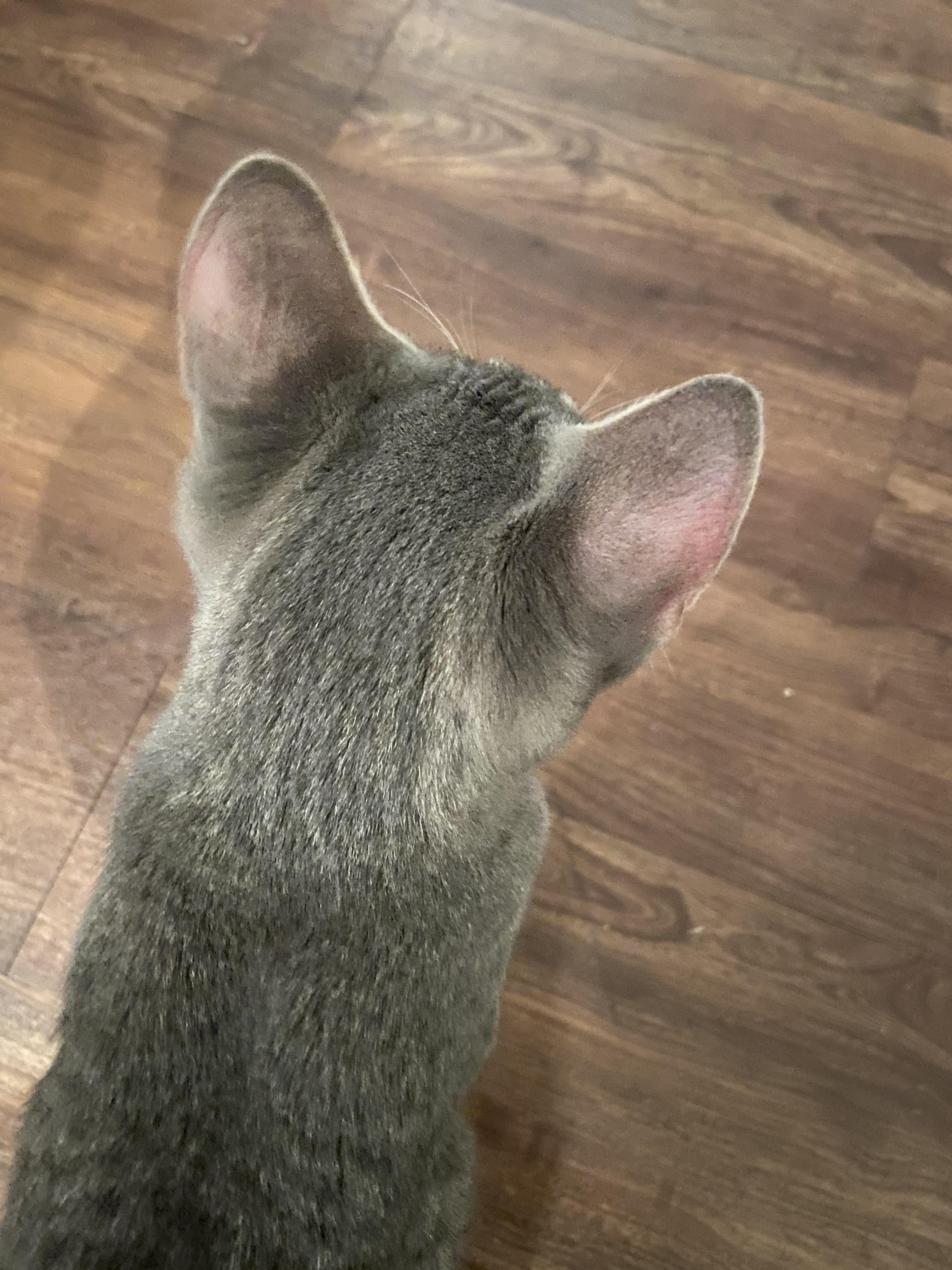 Cat’s ears are red? No fleas and no change in diet r/cats