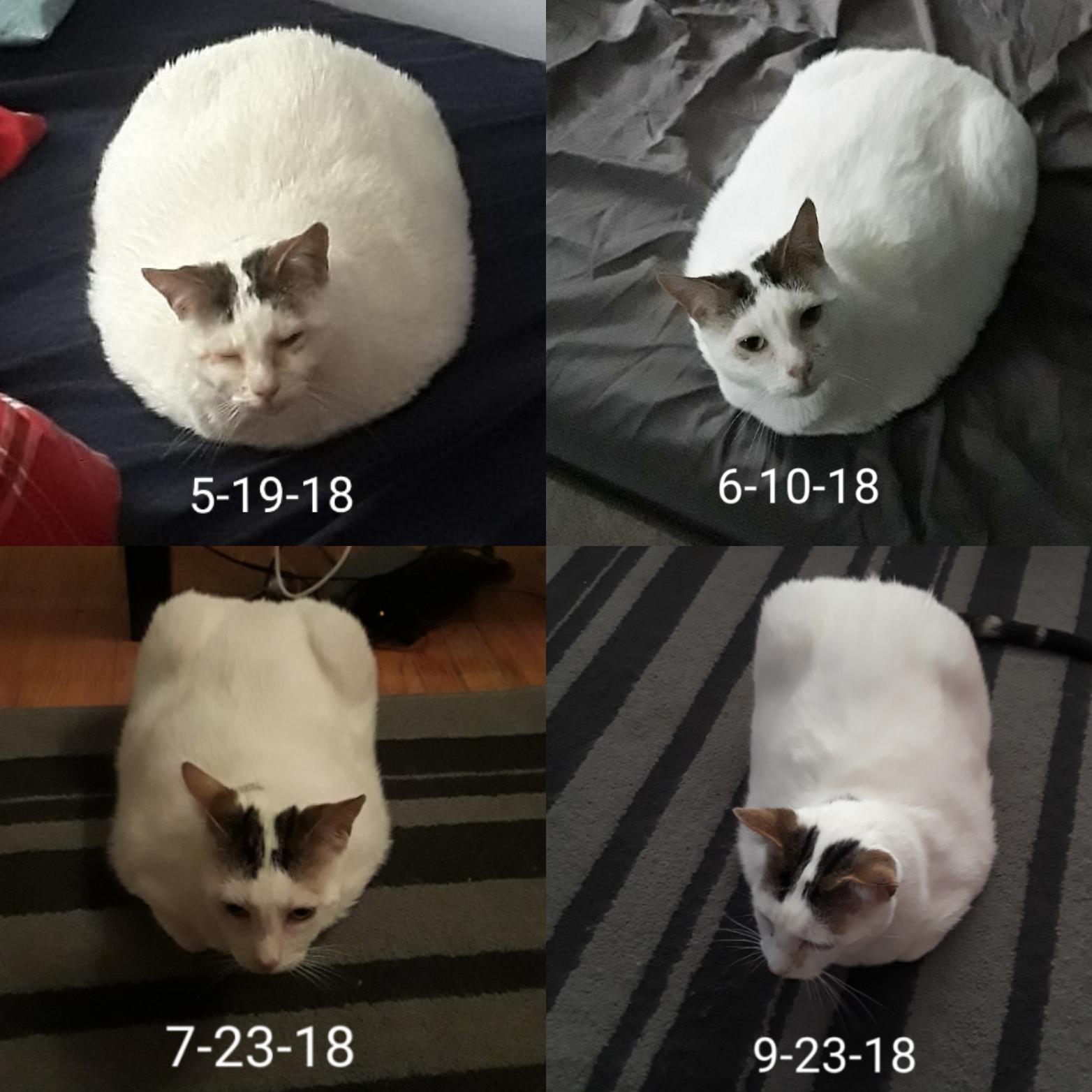 Danni Devito's weight loss progress! r/cats