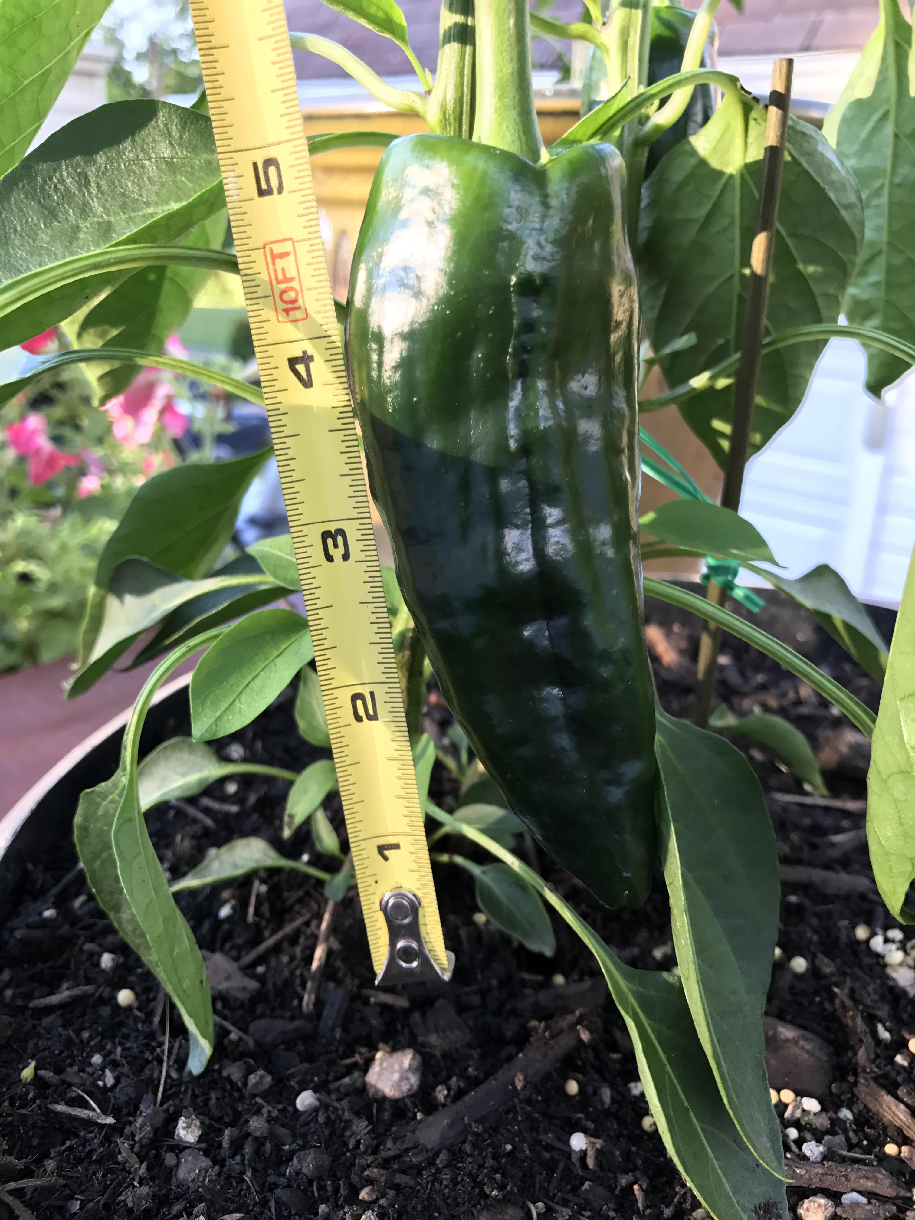 Growing Poblano peppers when is a good time to harvest? (update) r