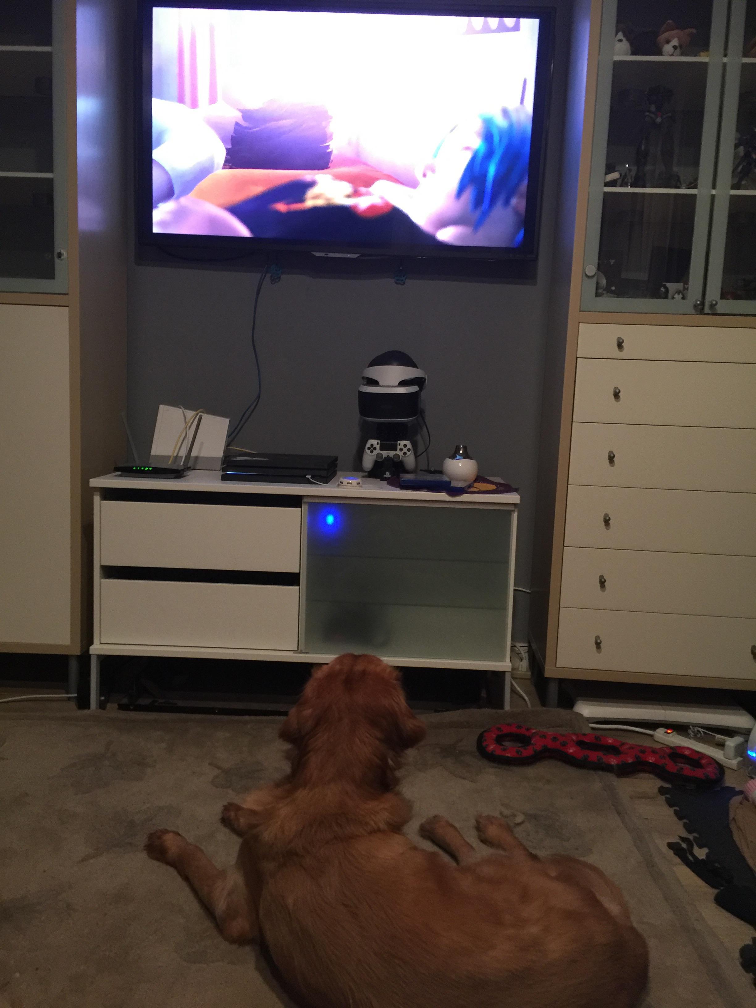 [no spoilers] my dog watches me play r/lifeisstrange