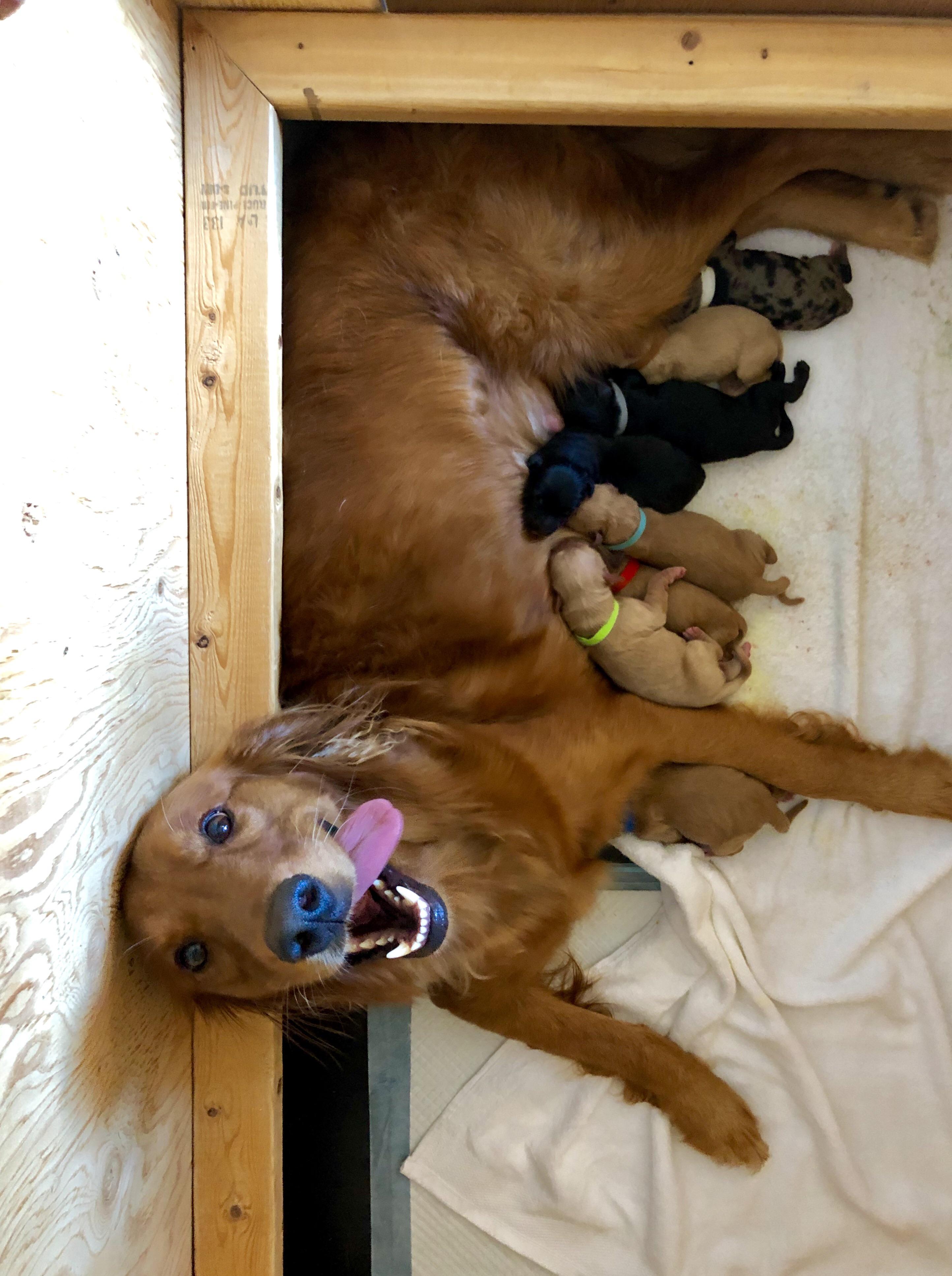 Proud mama! 9 golden retriever/rough collie puppies born this Saturday.