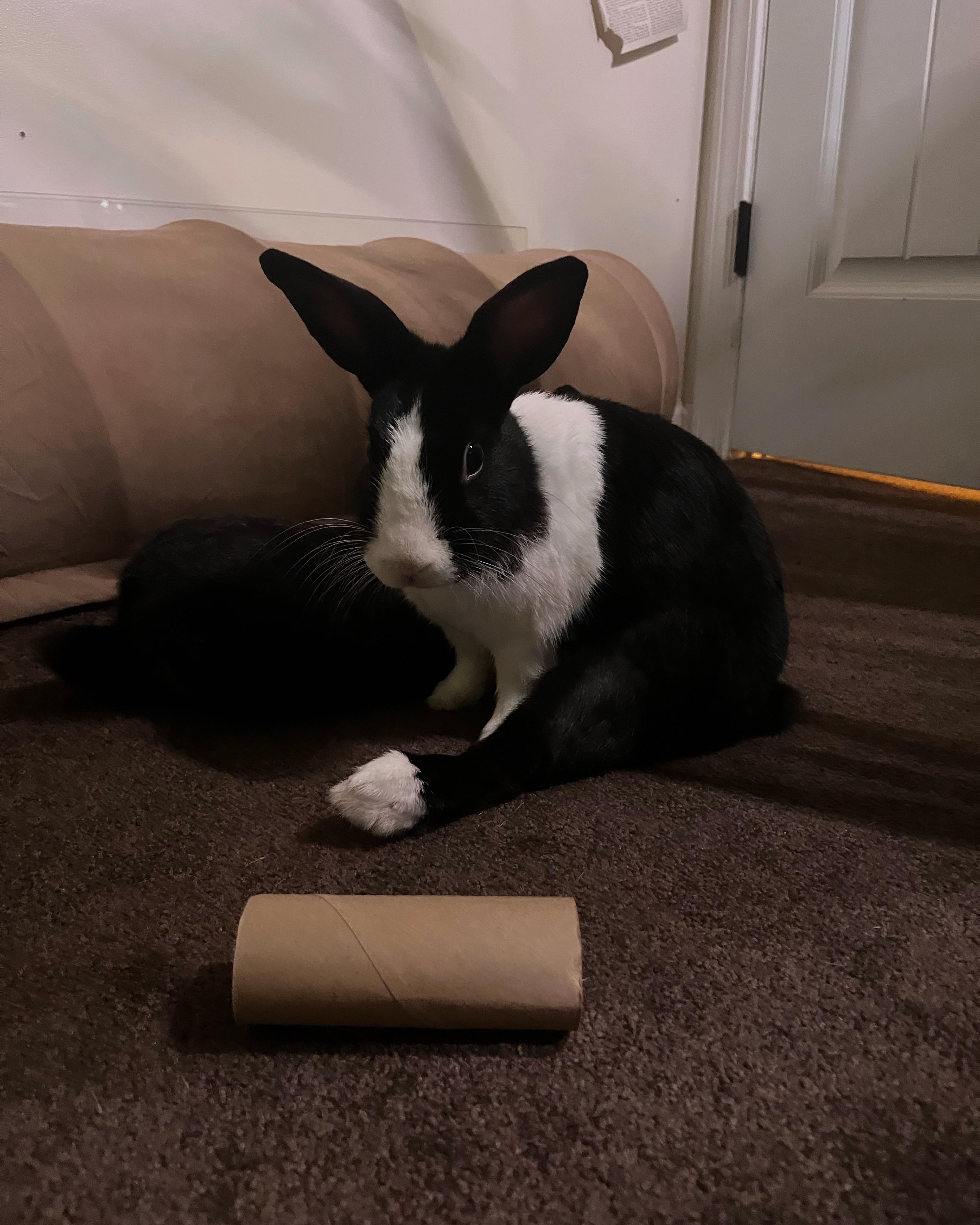 Basil ) r/Rabbits