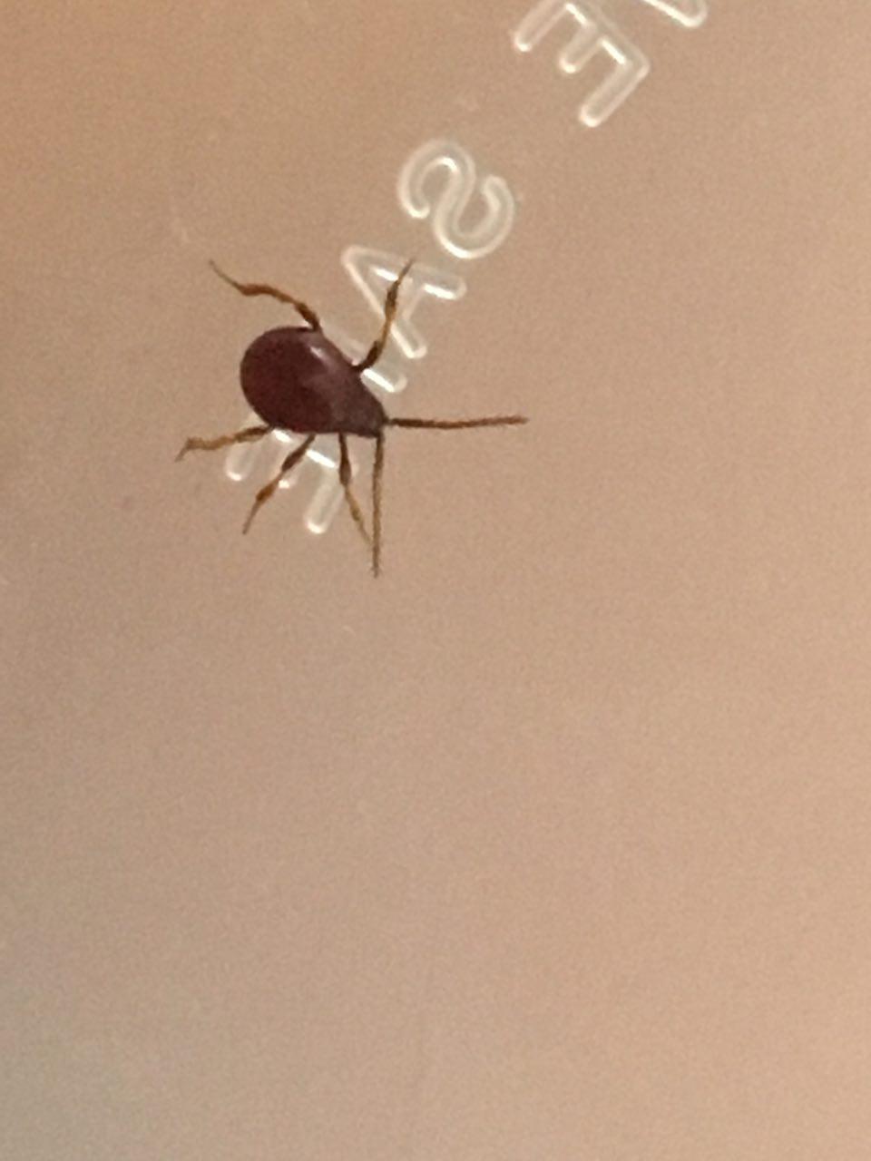 [New York City] small, smooth, teardrop shaped bug. Reddish/brownish
