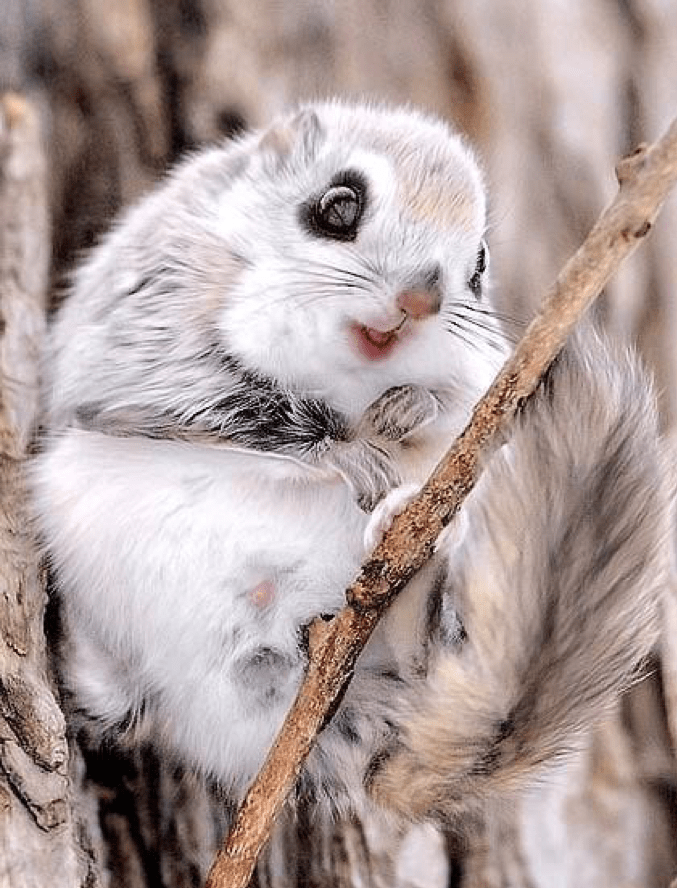 Japanese Dwarf Flying Squirrel r/aww