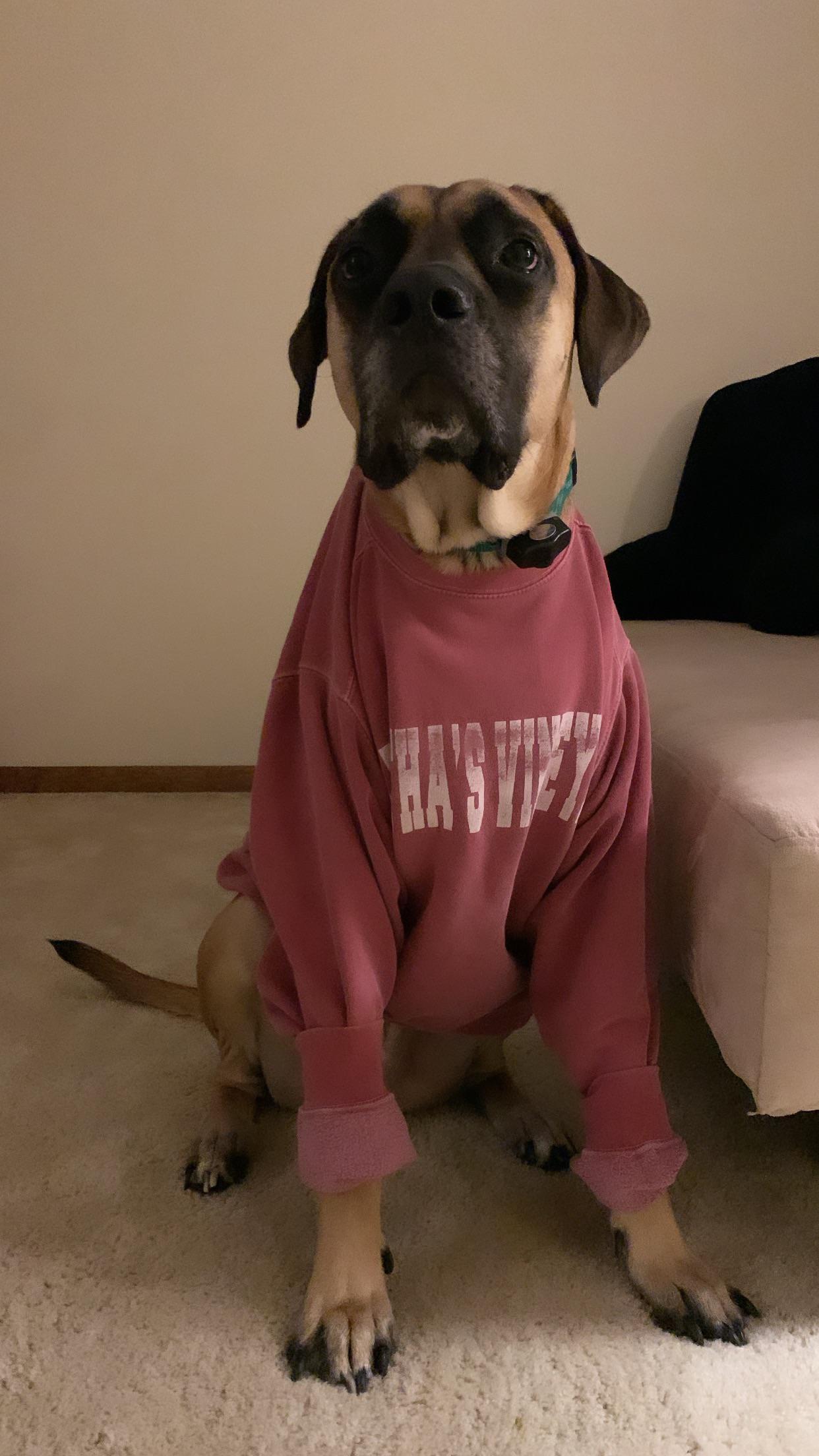 Sweater weather😌 r/Mastiff