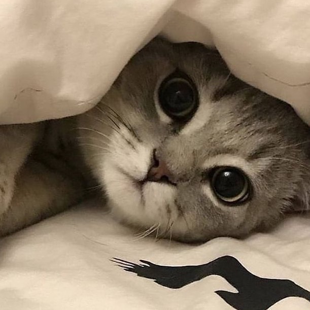 This kitten is going under cover for frog free friday r/tuckedinkitties