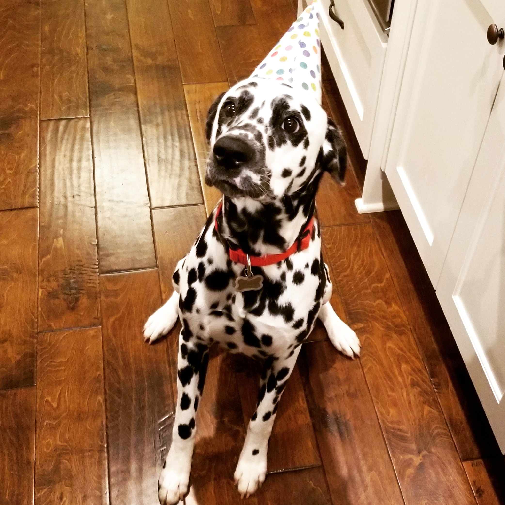 Wally turned 1 this week! What a good boy! r/dalmatians