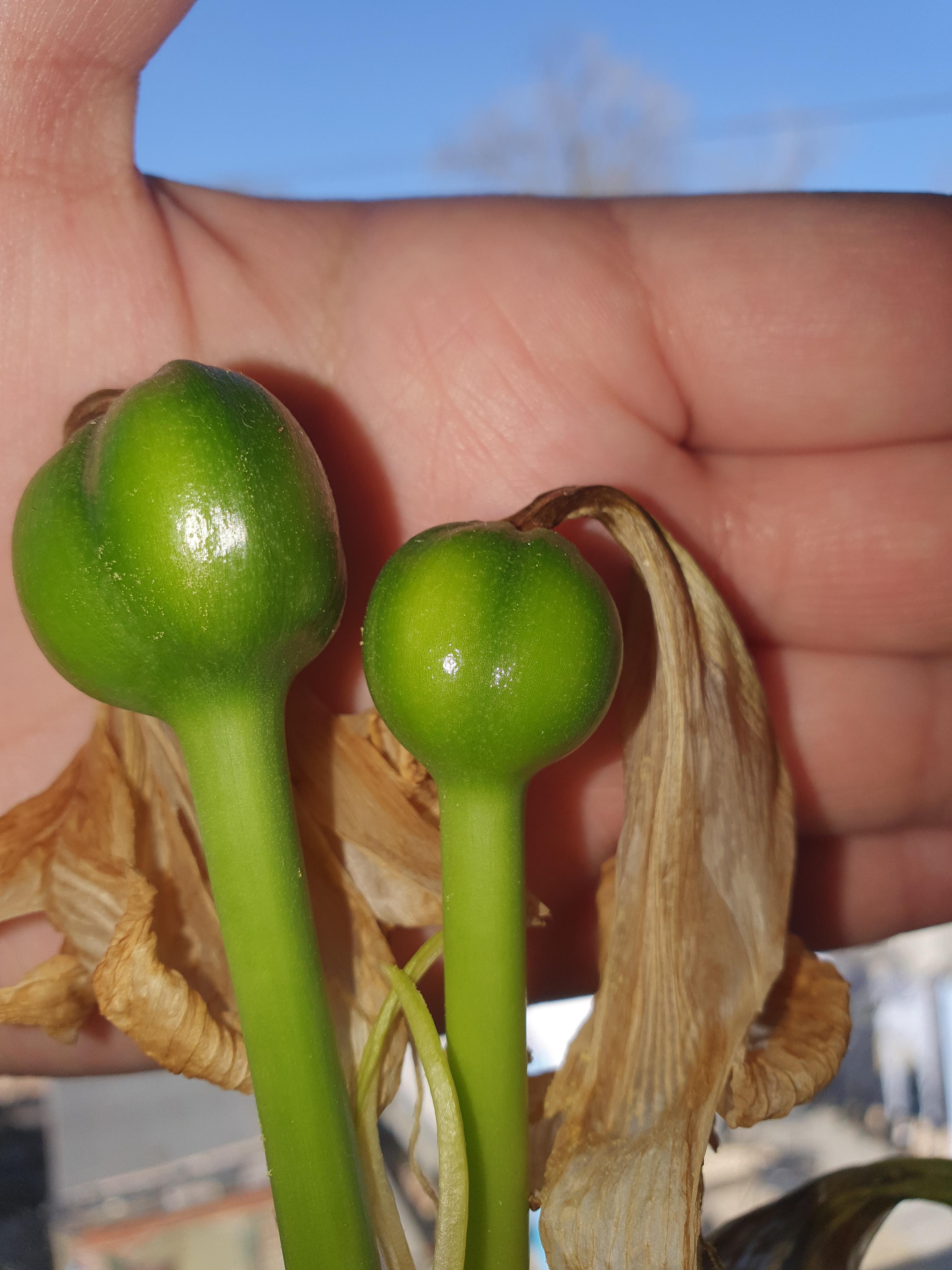 Can anyone tell my why my Amaryllis has grown these bulbs after the flowers died? They keep