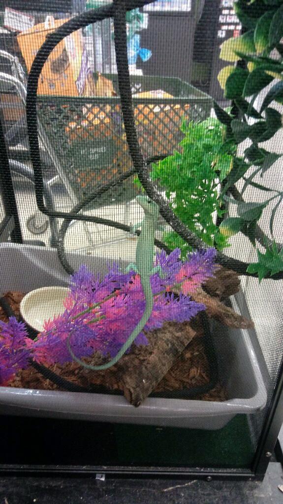 Can anyone tell me about a green keeled lizard ? ( at pet supplies plus