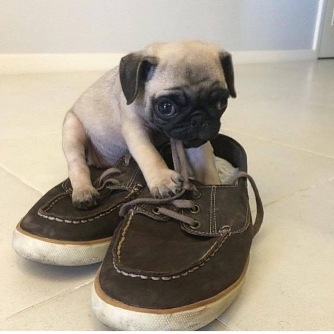 Pug shoes