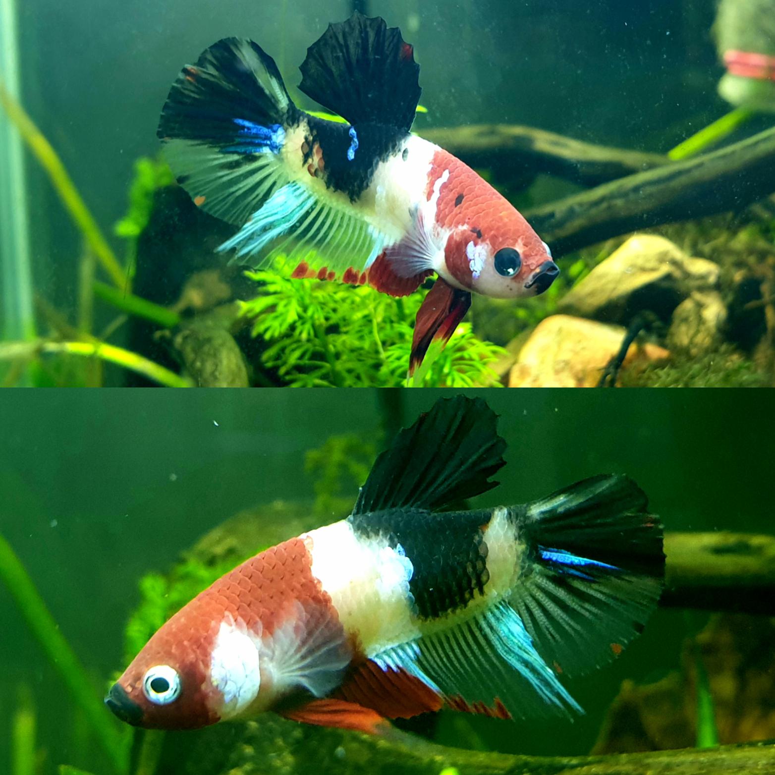 My Betta has a different eye color on each side. r/bettafish
