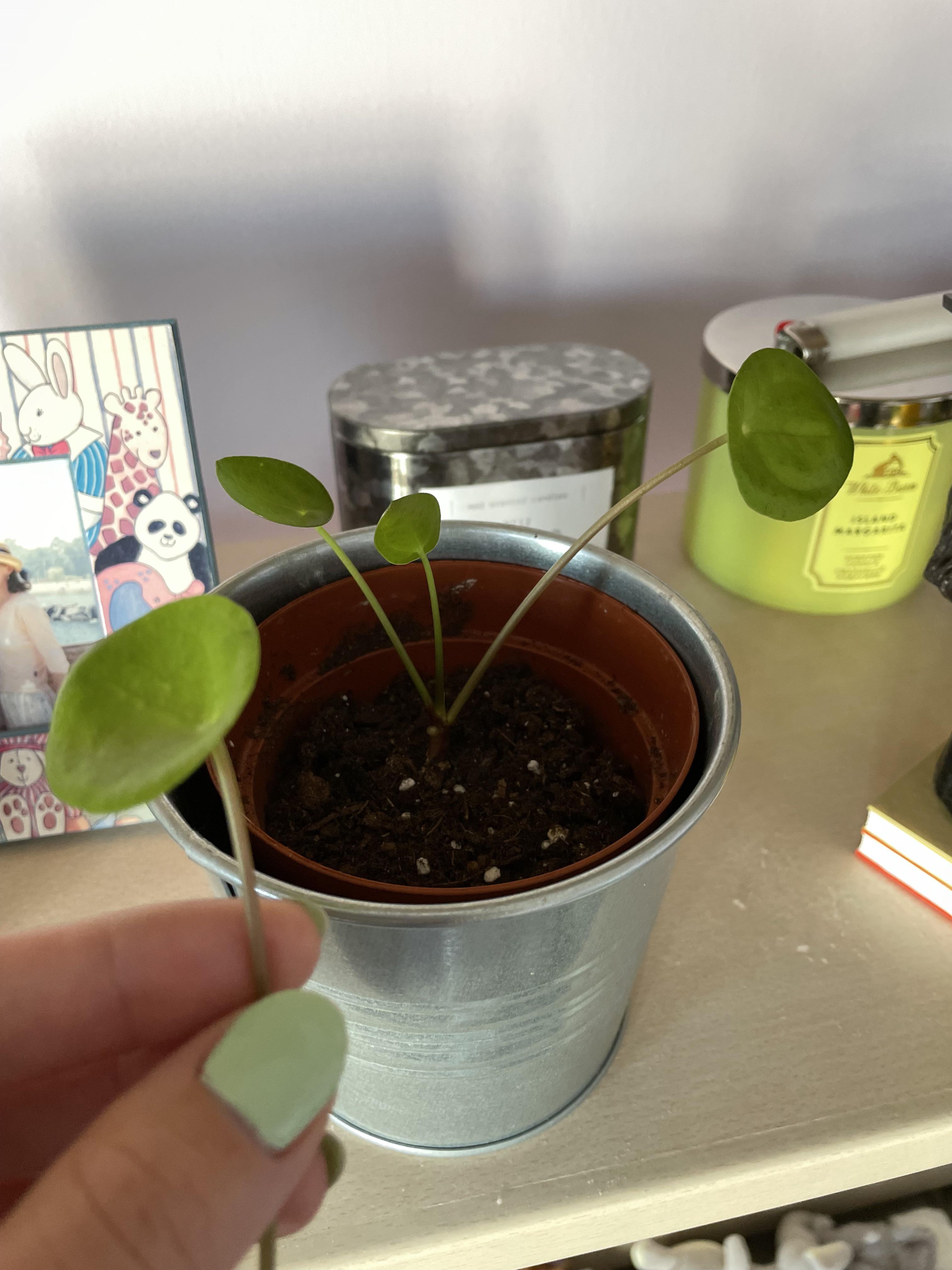 The leaves keep falling off my pilea. I lost 3 or 4 in the last week
