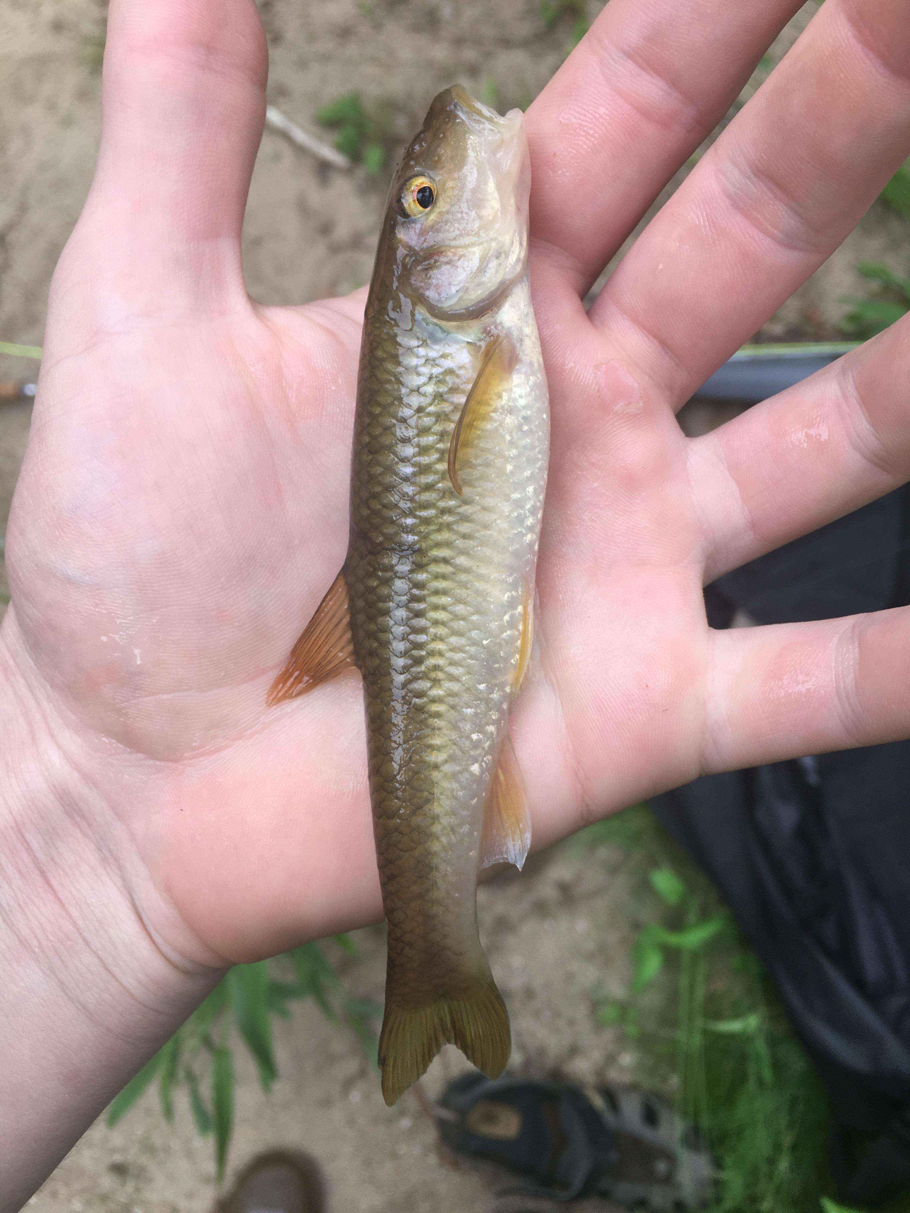 Caught this chub in the east fork pigeon river in Canton, North
