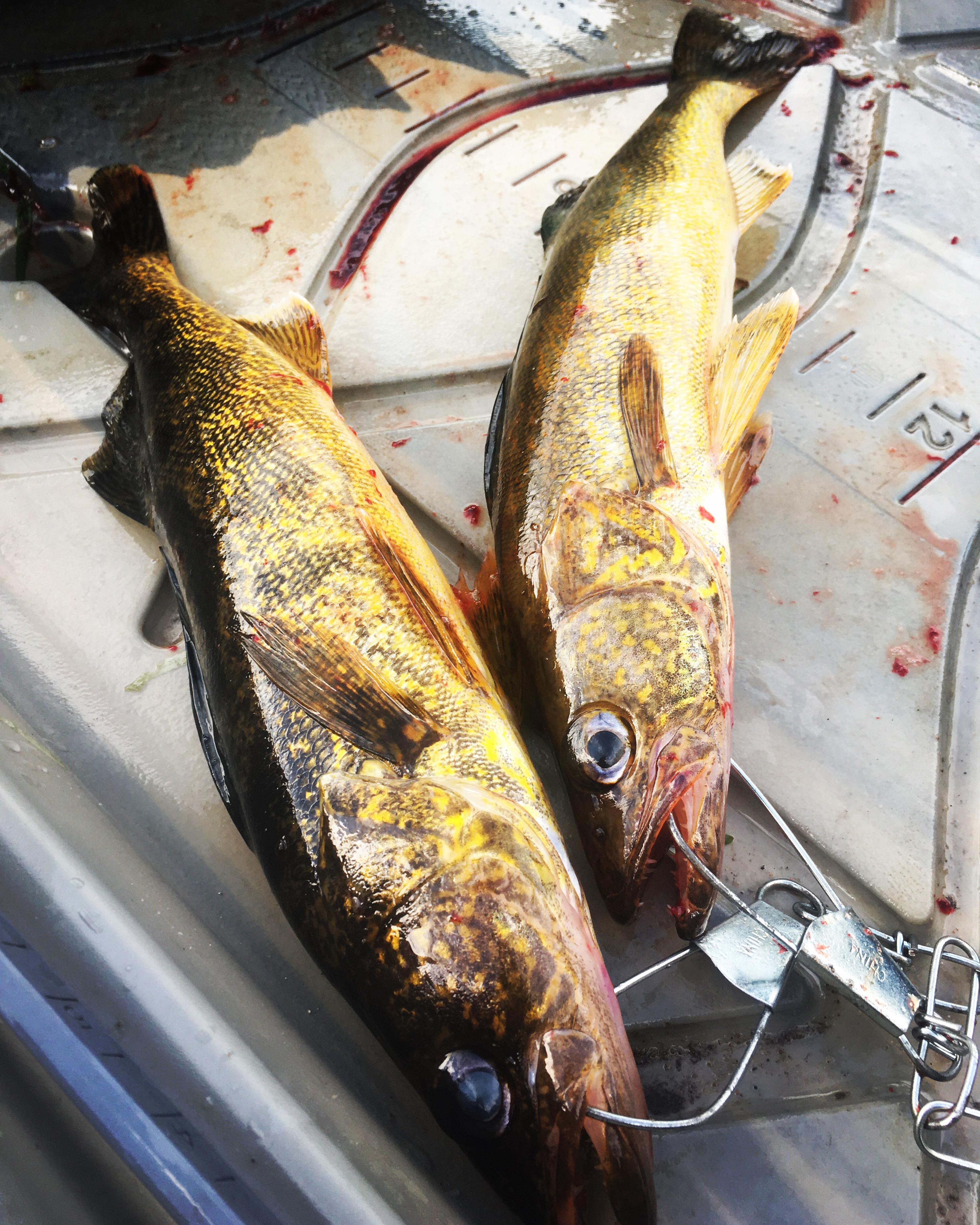 First keeper walleyes out of the kayak rig this season. Greenwood reservoir in northern Michigan