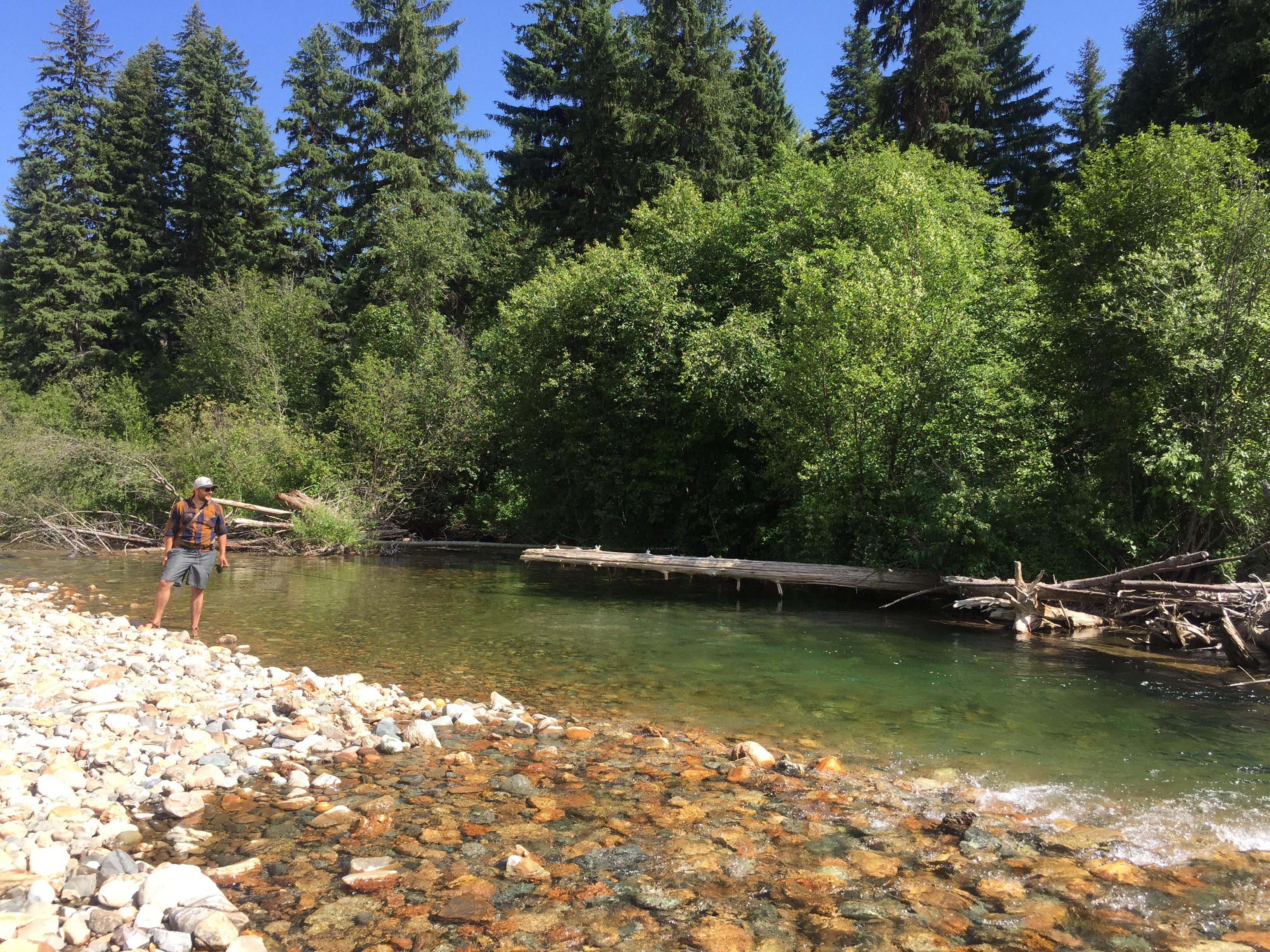 Wet wading gin clear Montana creeks for wild cutties. r/flyfishing