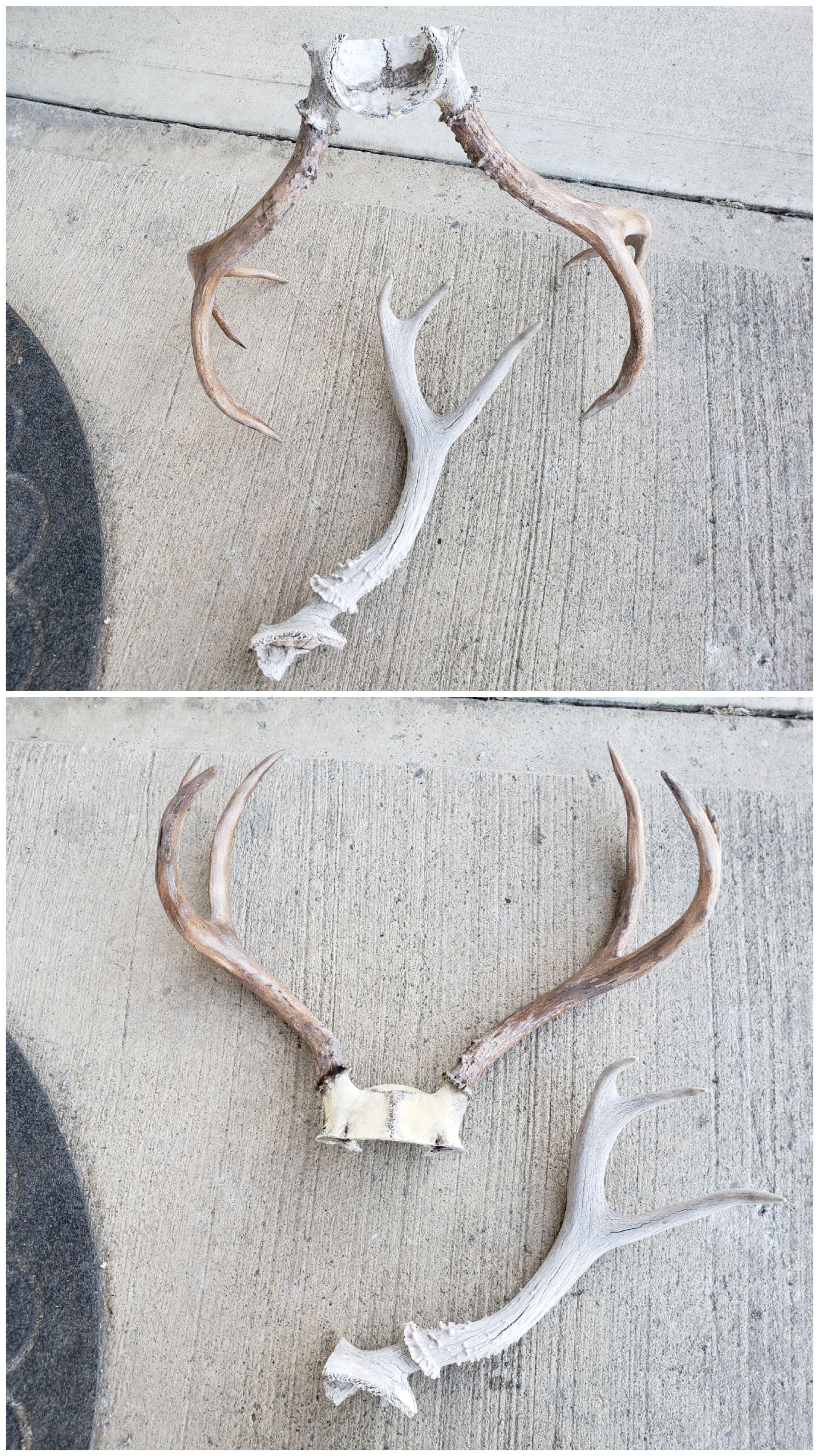 I'm teaching myself how to repair sun damaged antlers. The rack used to