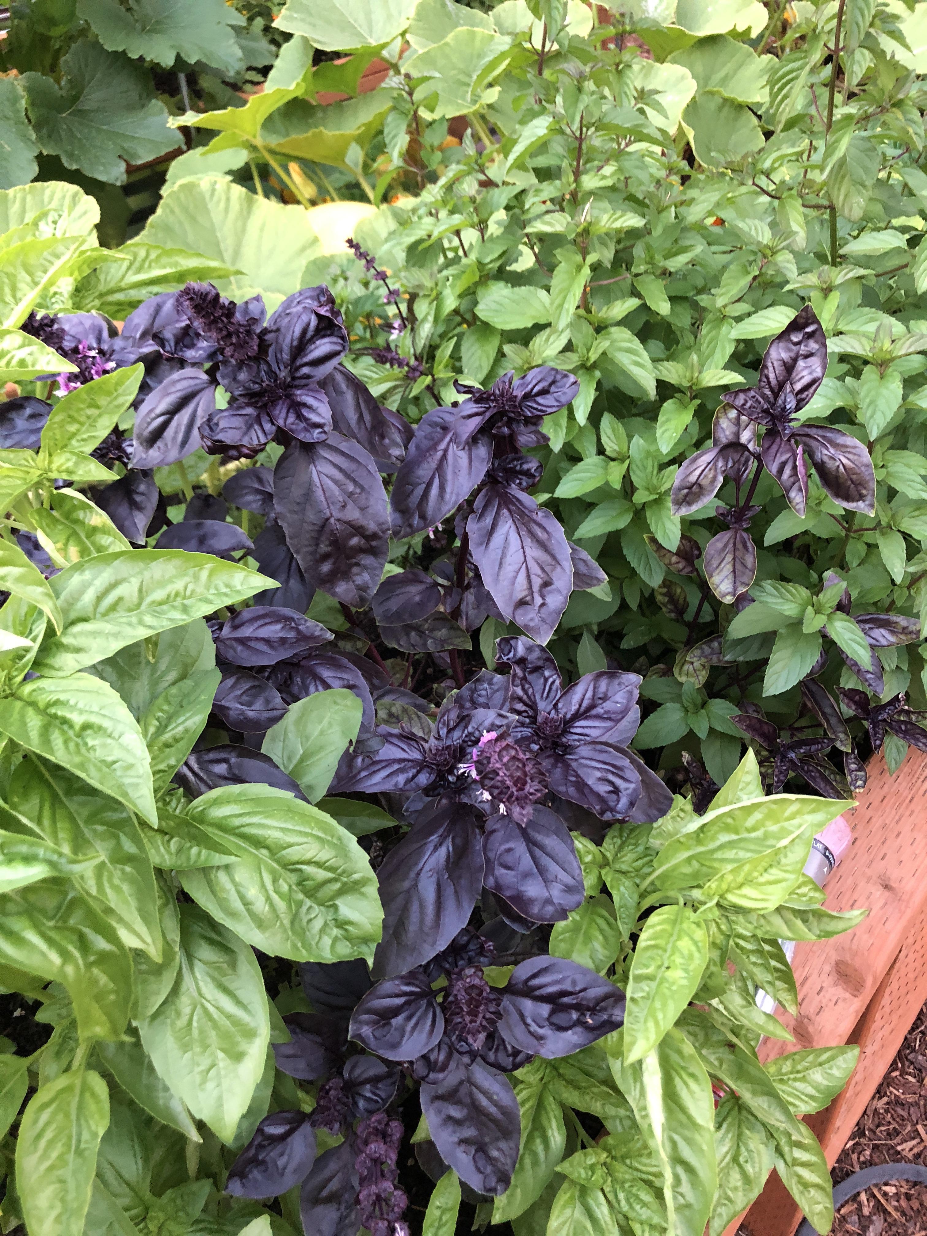 Garden basil is doing really well this year 😊 r/gardening