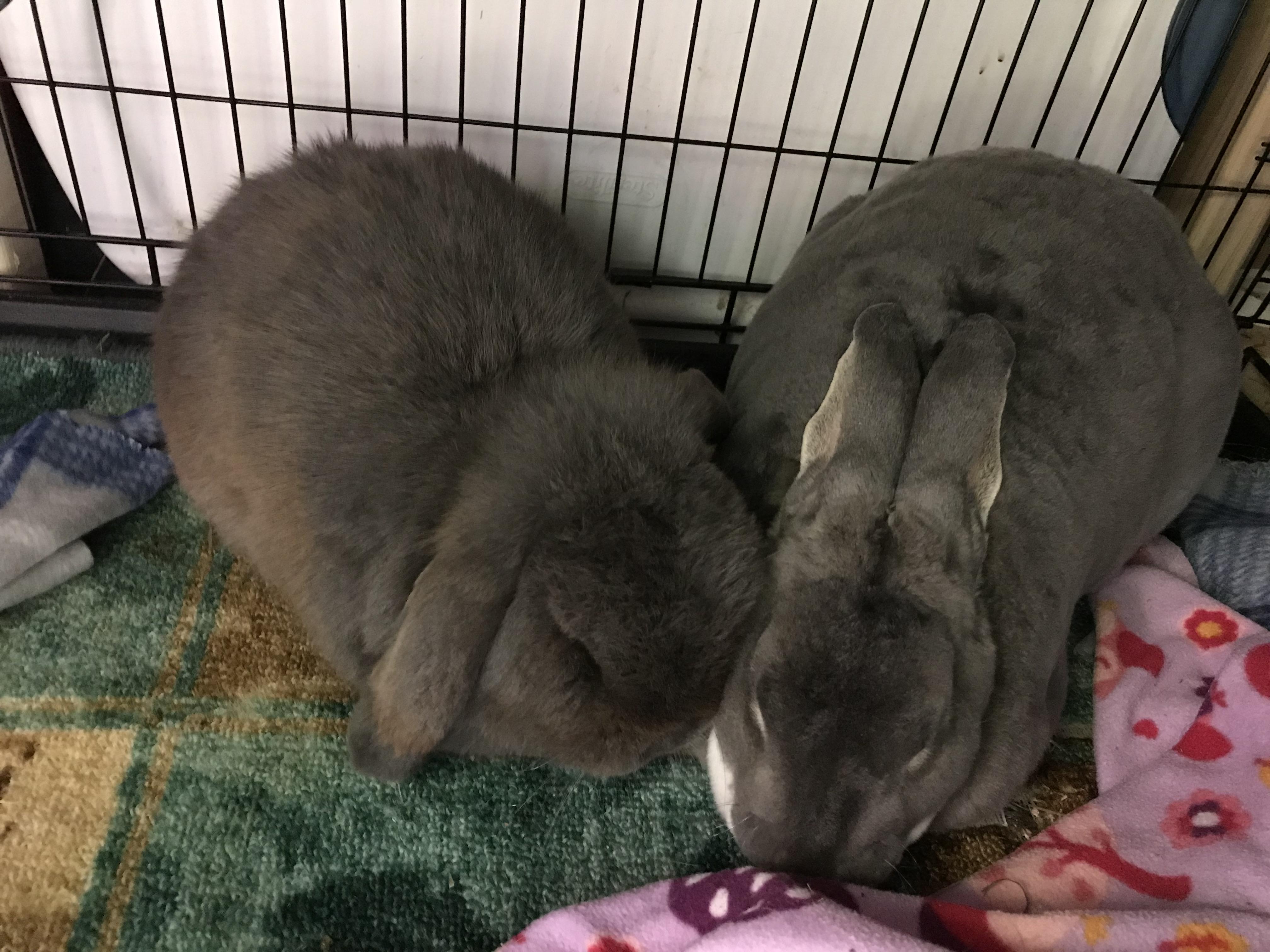 Just two neutered boys who fell in love because they are both the