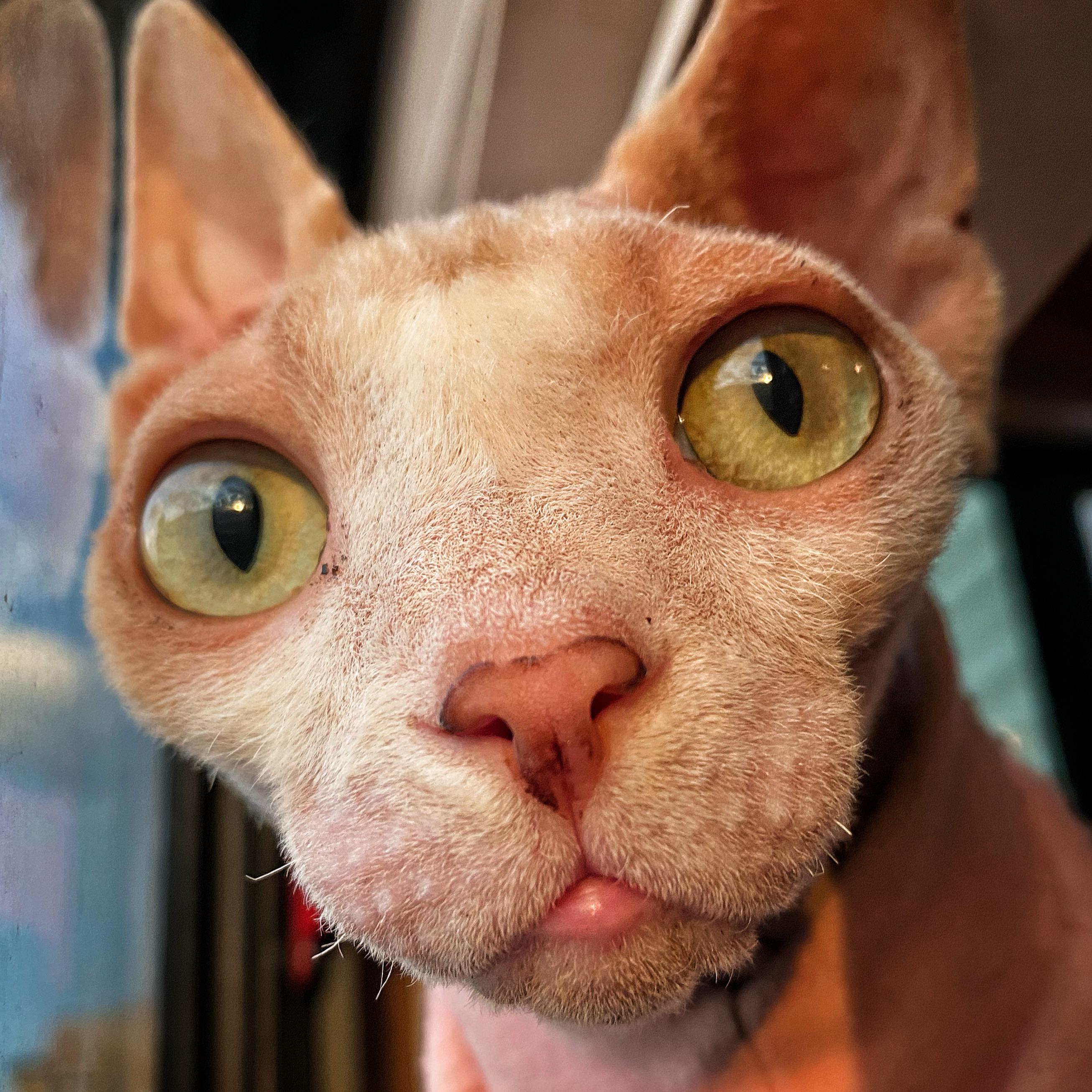 For being a “hairless” cat, Craig sure does have a lot of hair on his