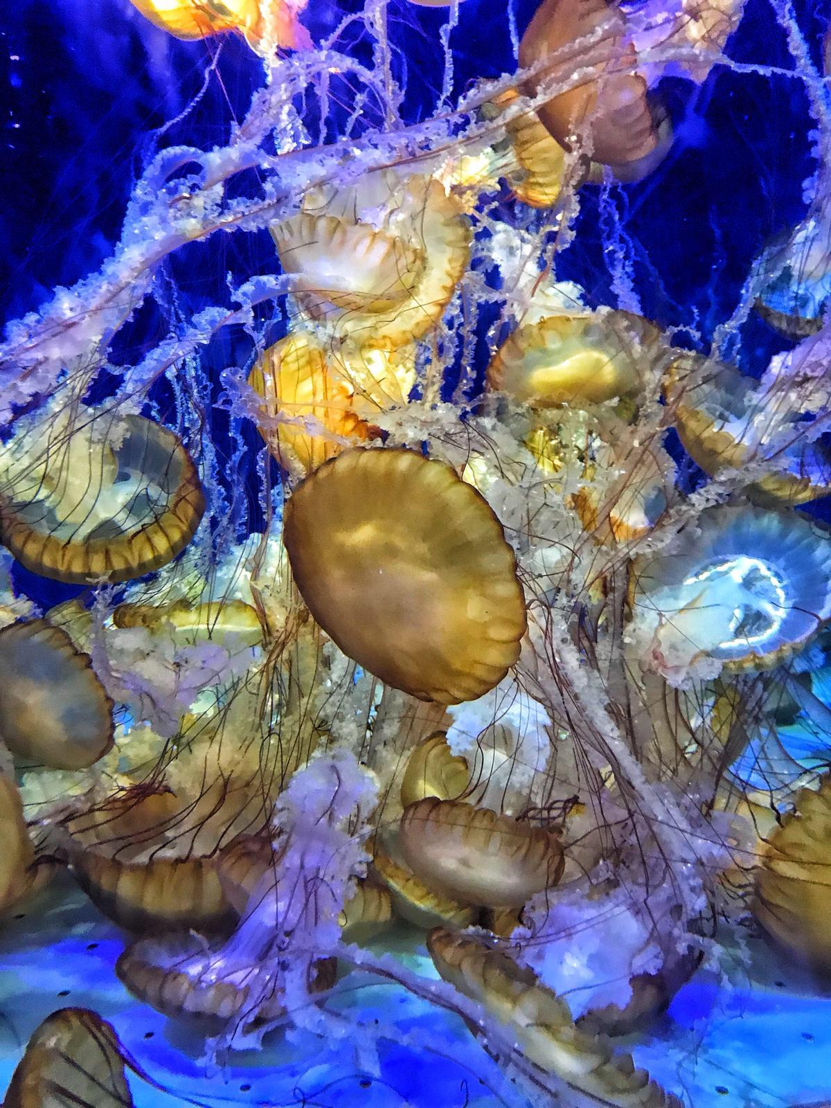 I wish a group of jellyfish were called a jam, but they’re known as a