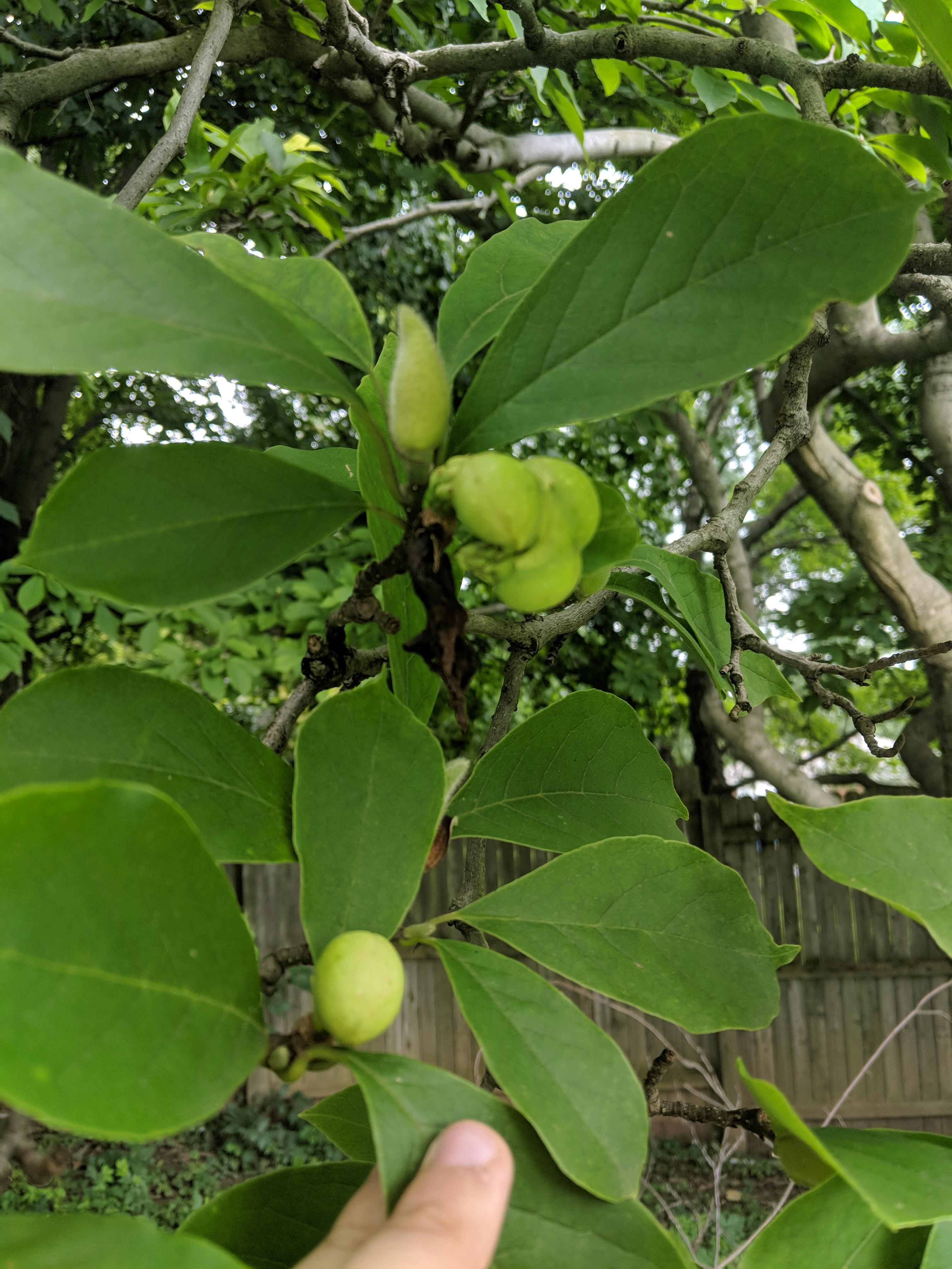 Strange pods in August on Magnolia Tree. Are these seeds? How to save