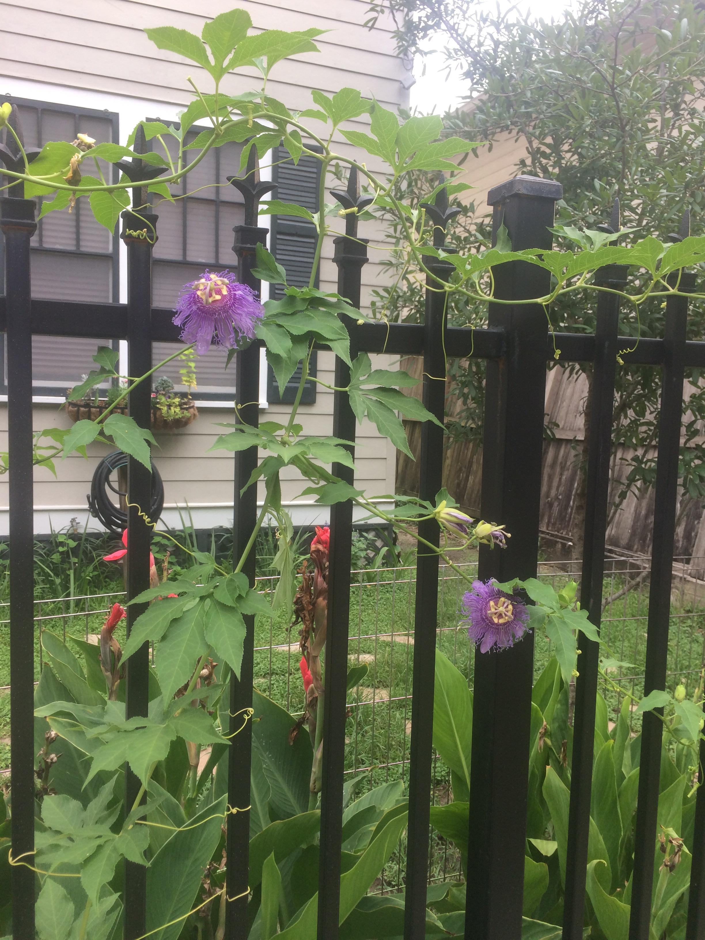 My Passion flowers are blooming! r/gardening