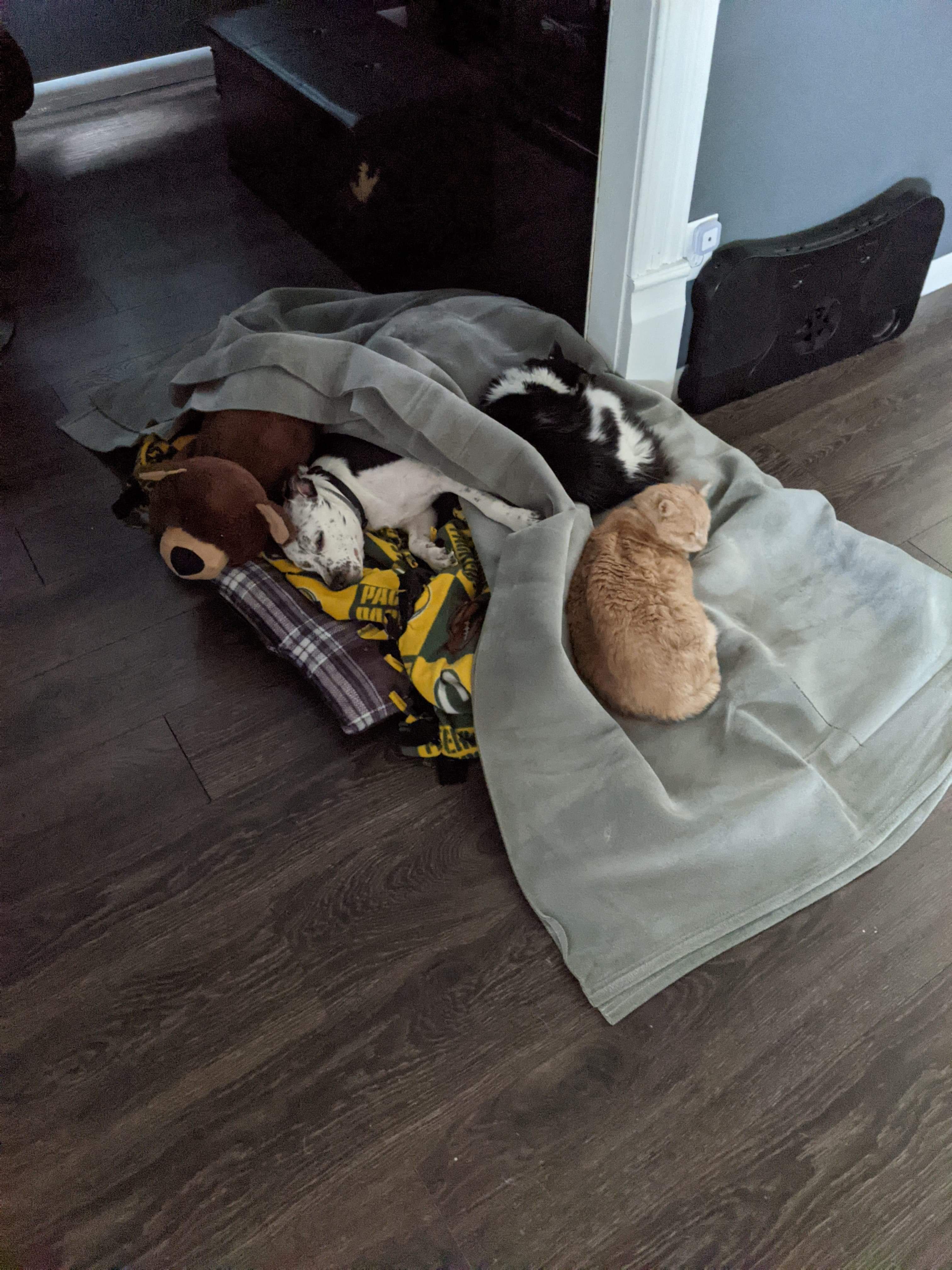 My dog is not feeling well so my cats came and comforted her r/aww