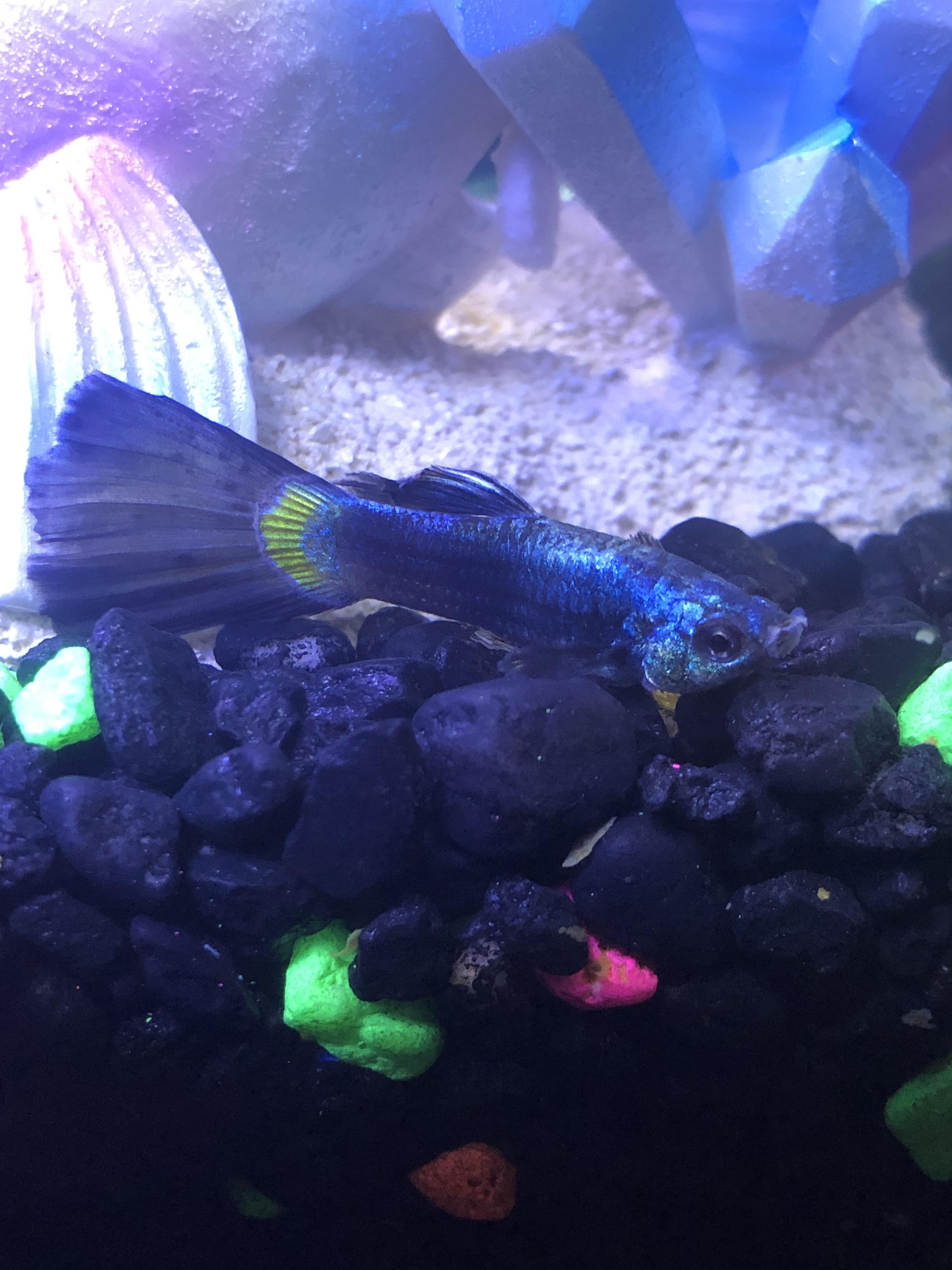 Help, what’s wrong with my fish? Dead skin around mouth? r/Aquariums