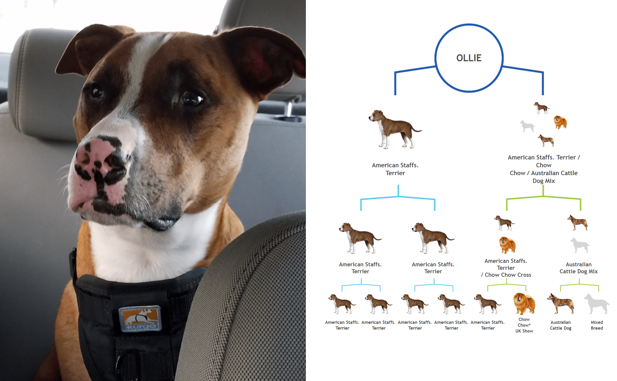 Ollie is mostly Pit Bull, with some Australian Cattle Dog