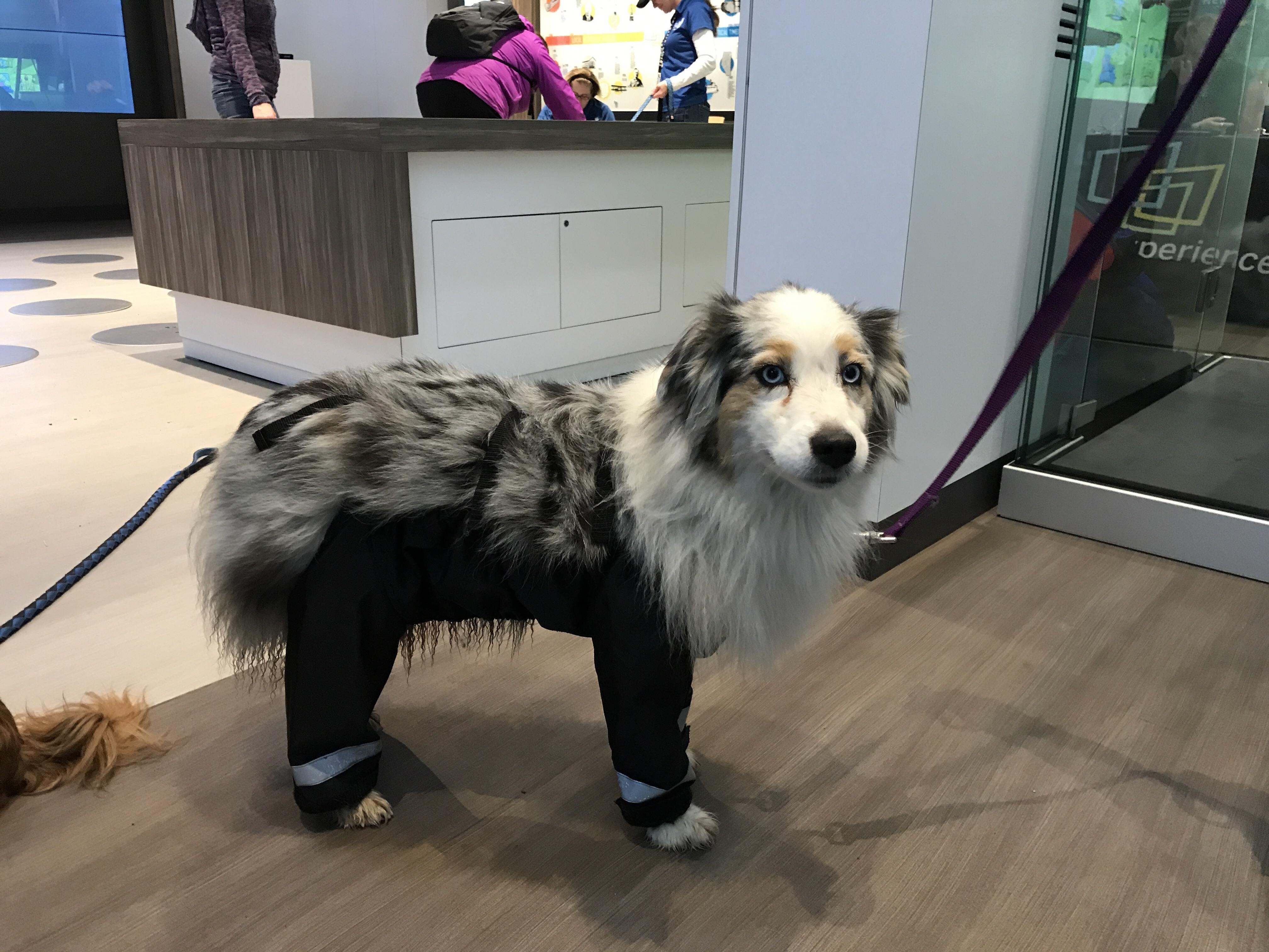 I guess this answers the question of how dogs would wear pants... r/pics