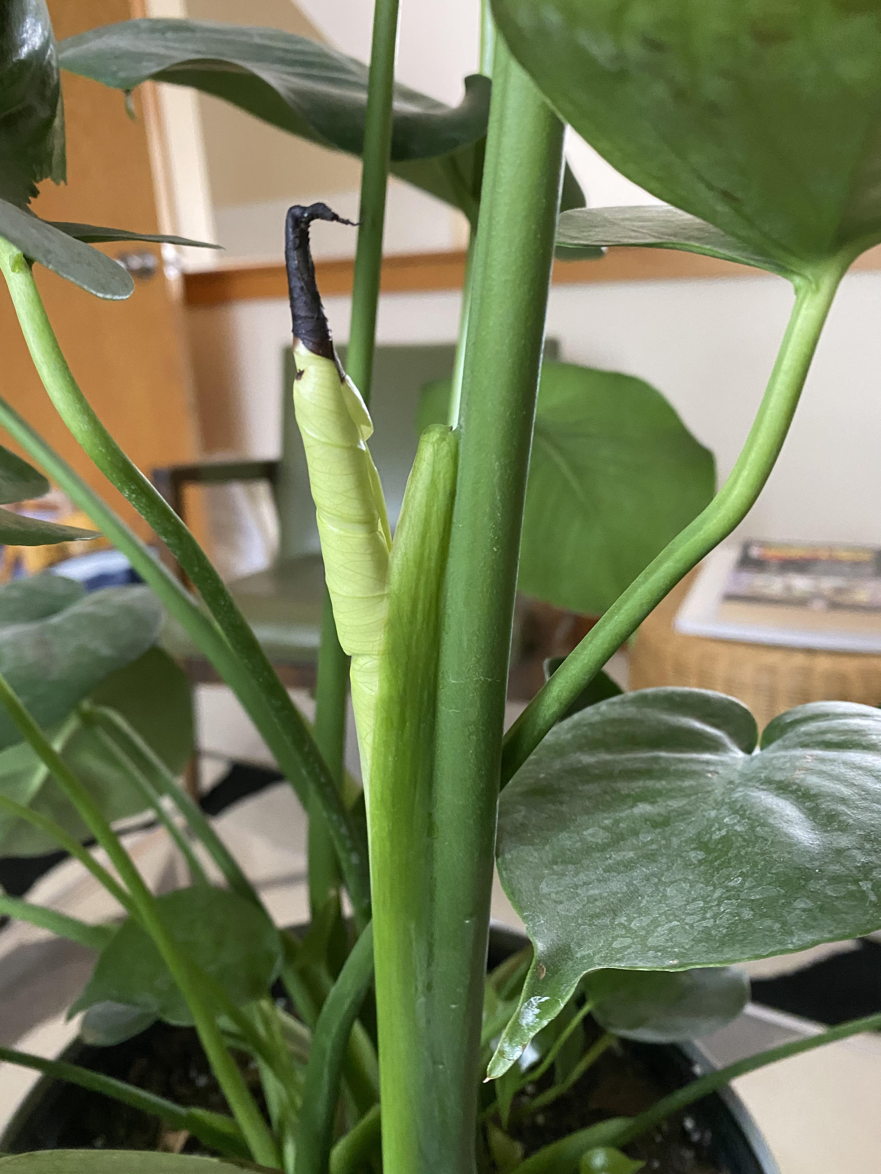 My new monstera has two new leaves, but they both have black on them
