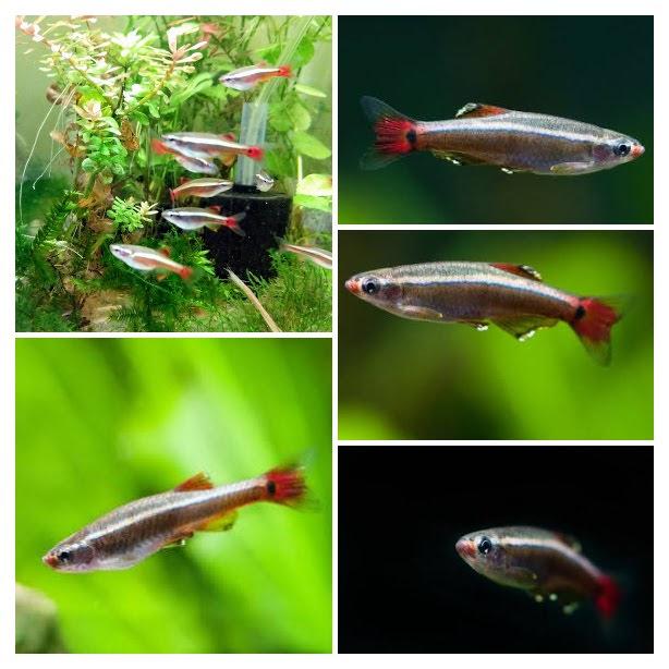 [FS] Lawrence KS 30 Shipped 6+ Juvenile Longfin White Cloud