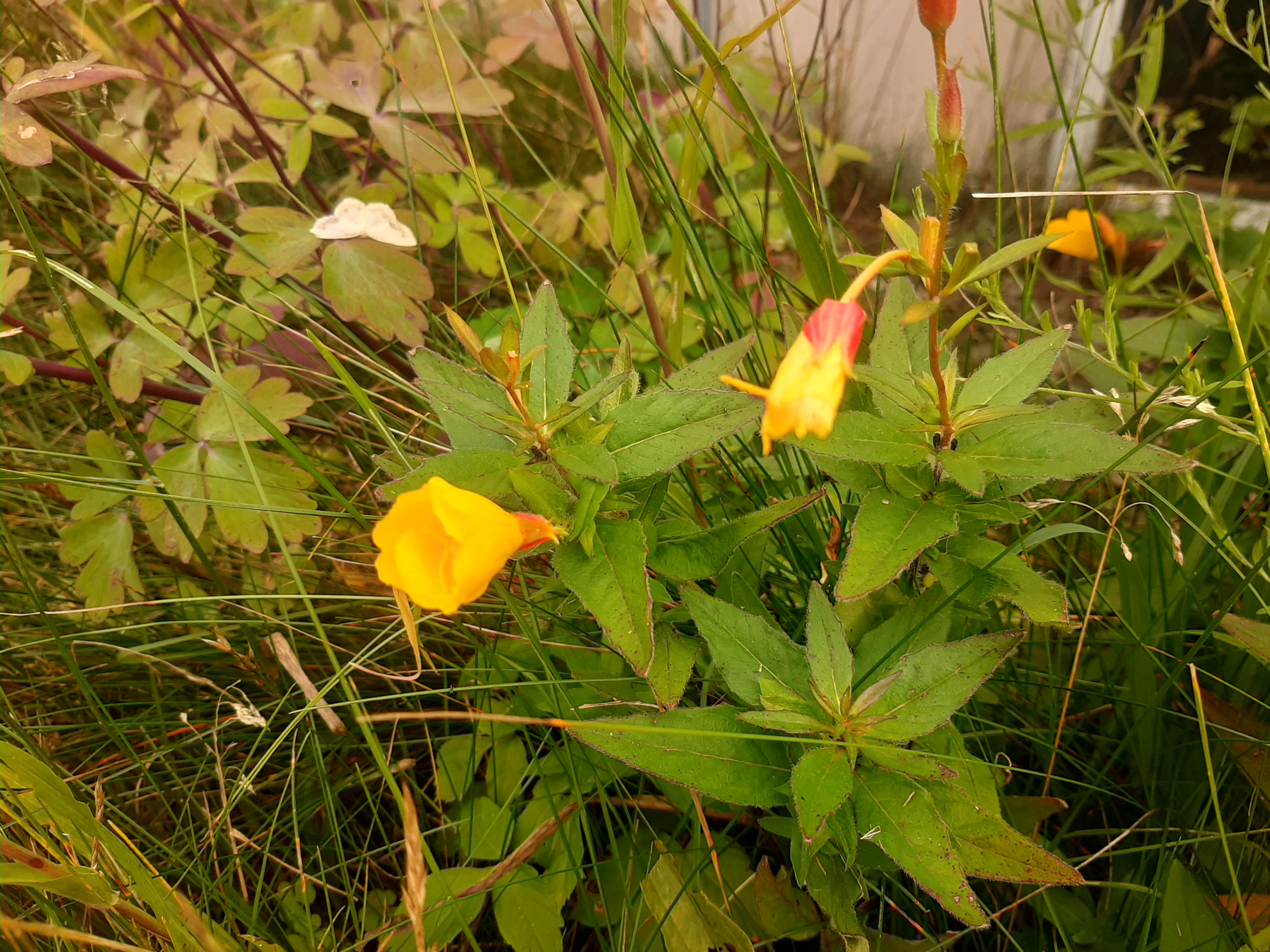 12 foot tall weed with yellow flowers and pointy leaves. Found in west