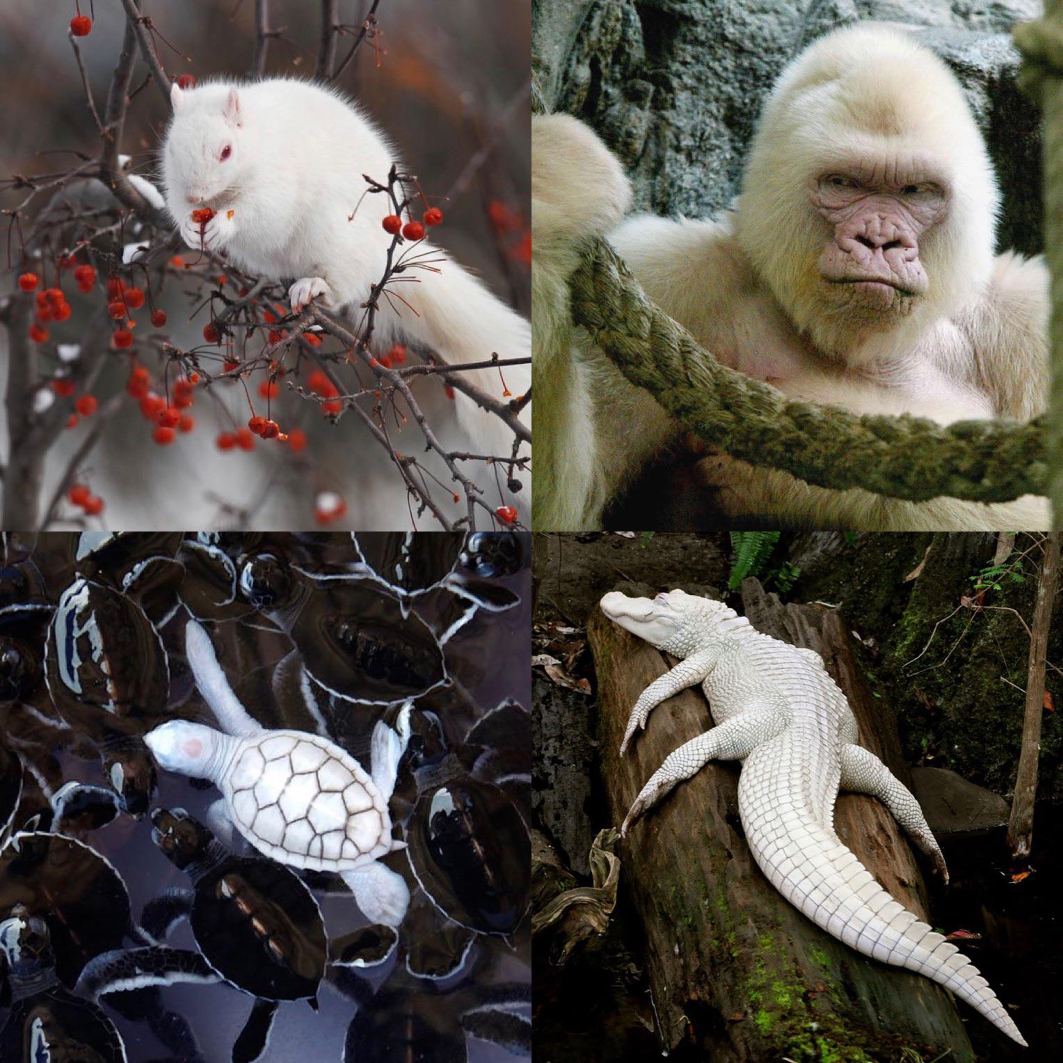 Albino animals are beautiful r/interestingasfuck