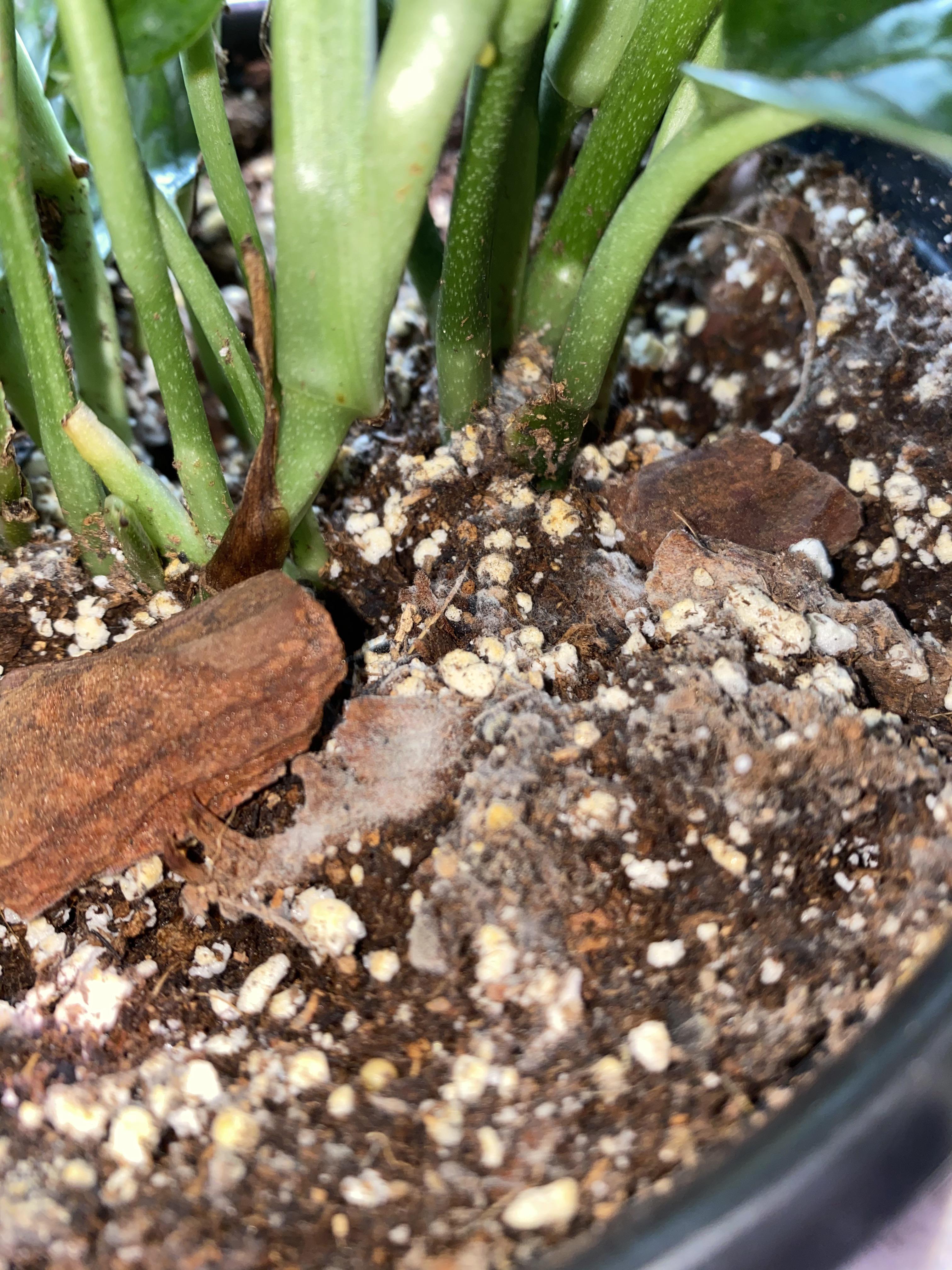 Monstera Peru soil has white fuzzy mold, why? And is it dangerous to