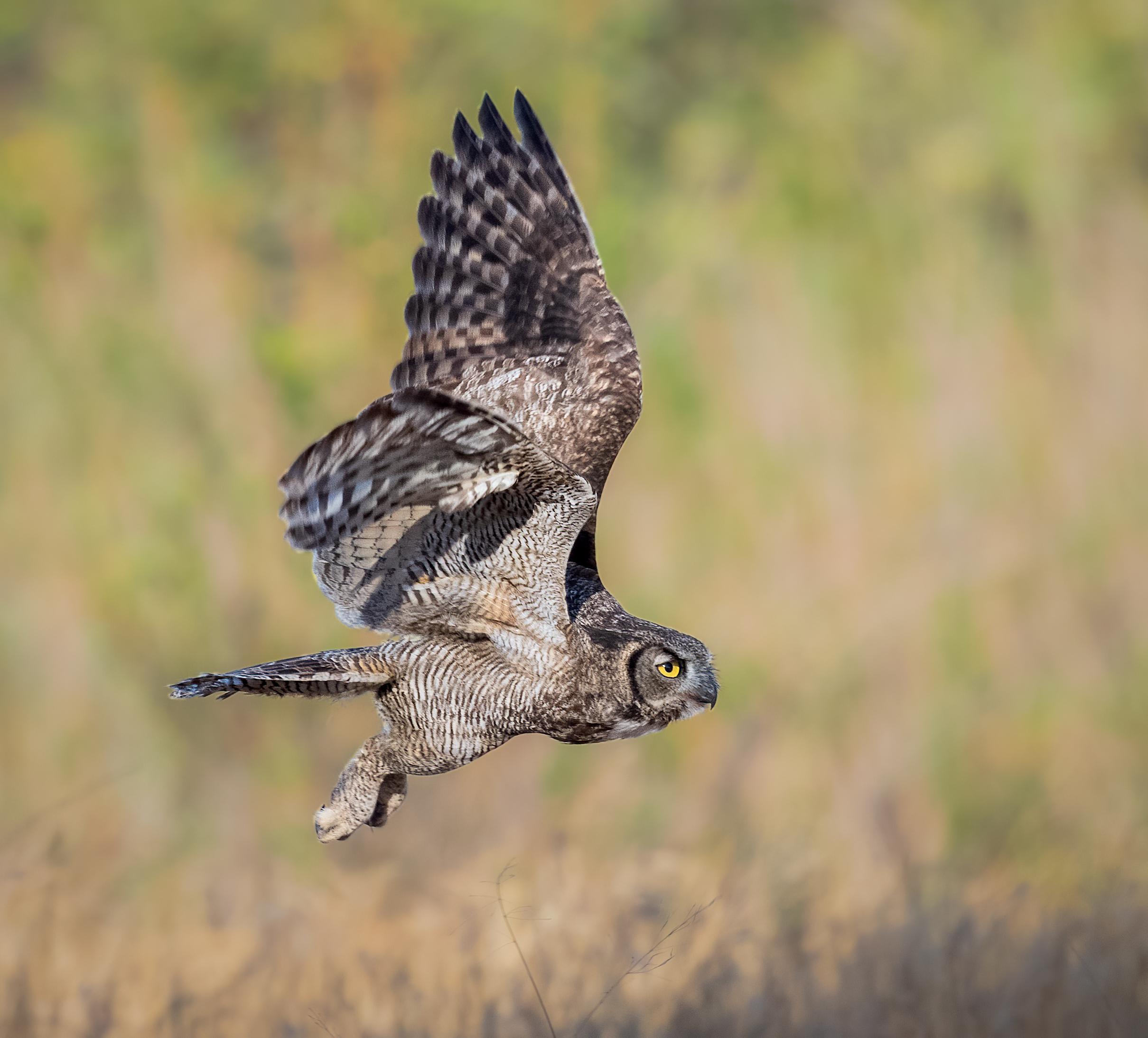 Great Horned Owl in Flight! (Photographed by me) r/wildlifephotography