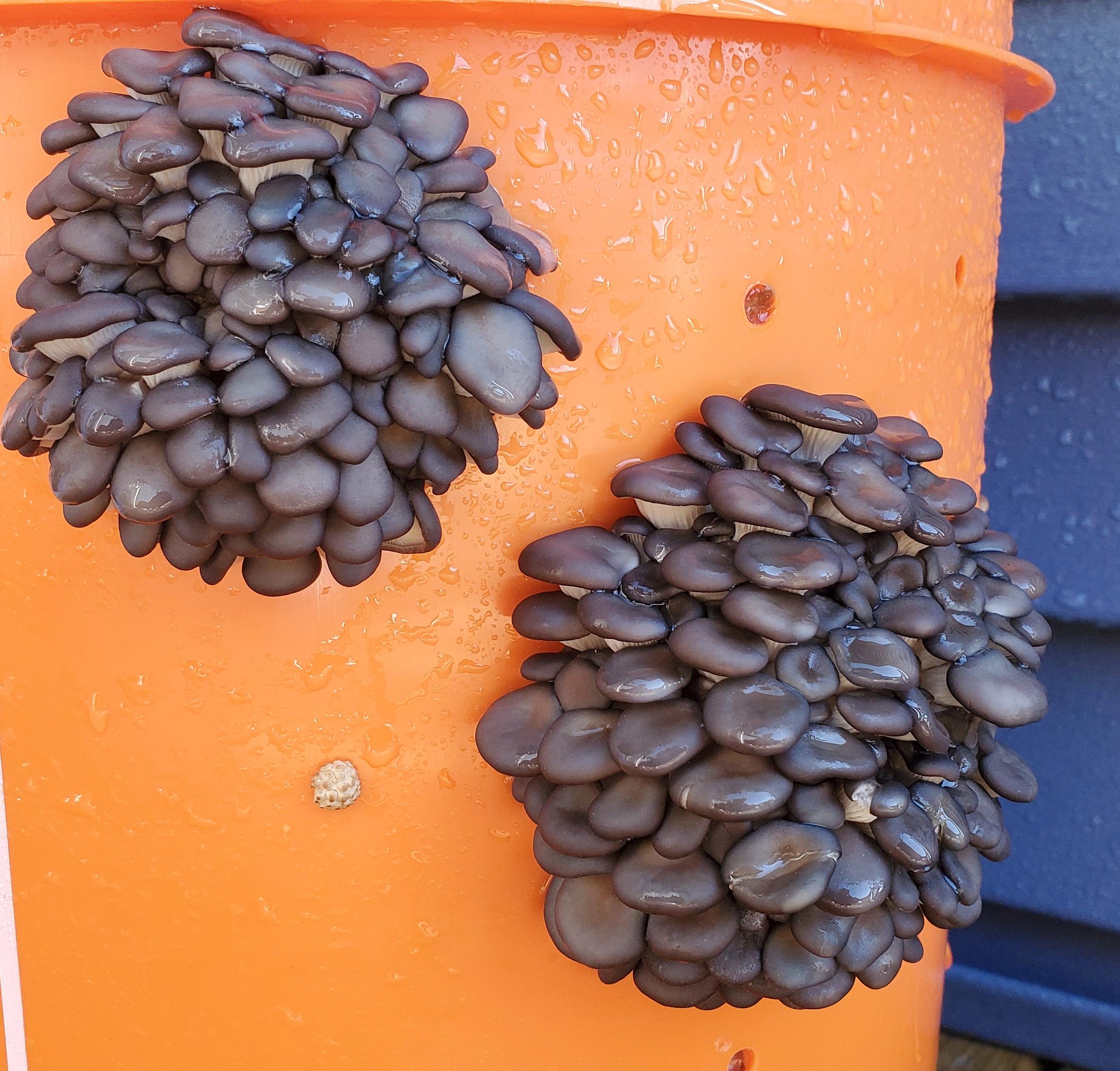 Some blue oysters growing on my deck r/mycology