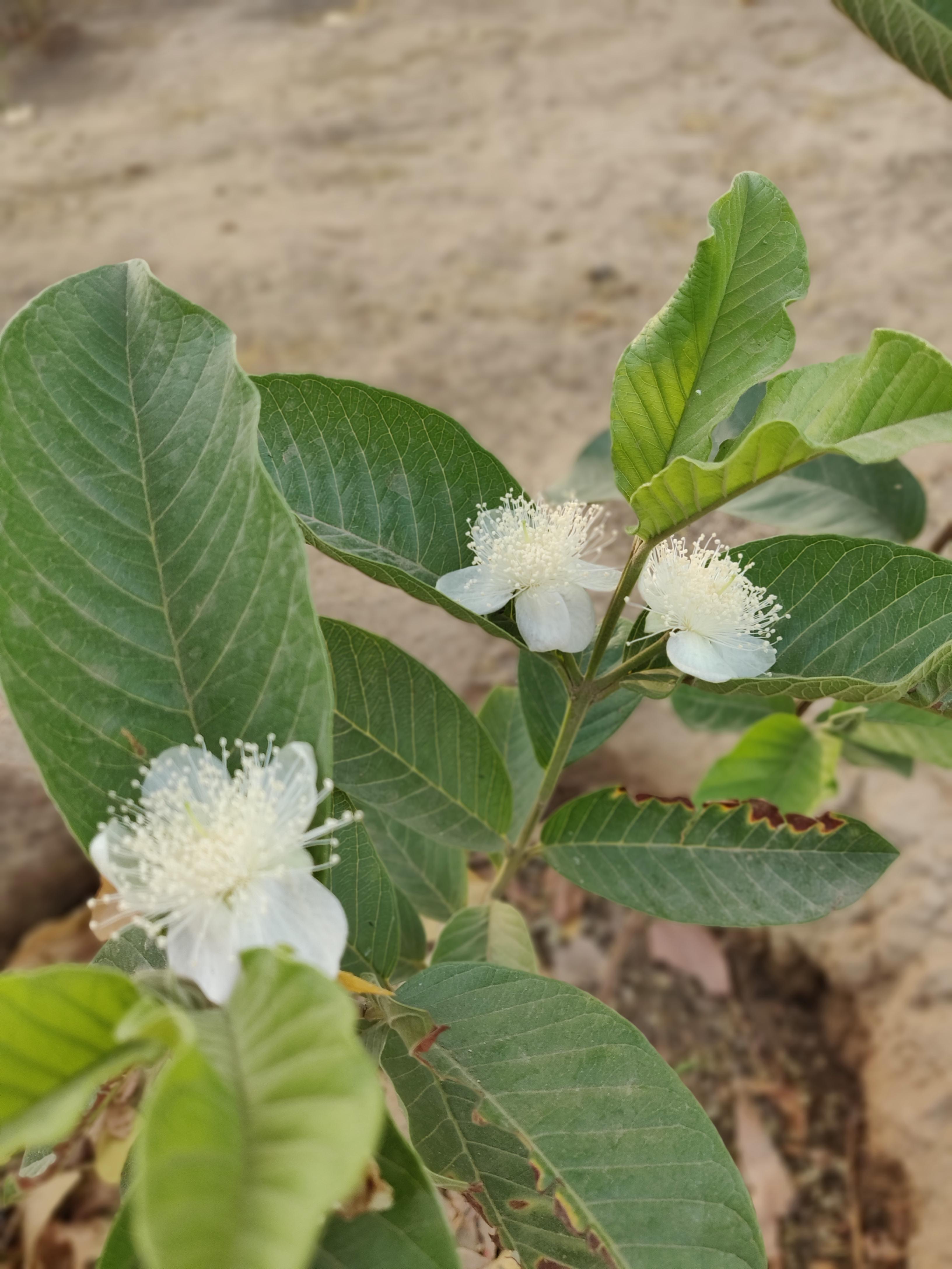 Our first ever Guava plant has started to flower.. has never seen Guava