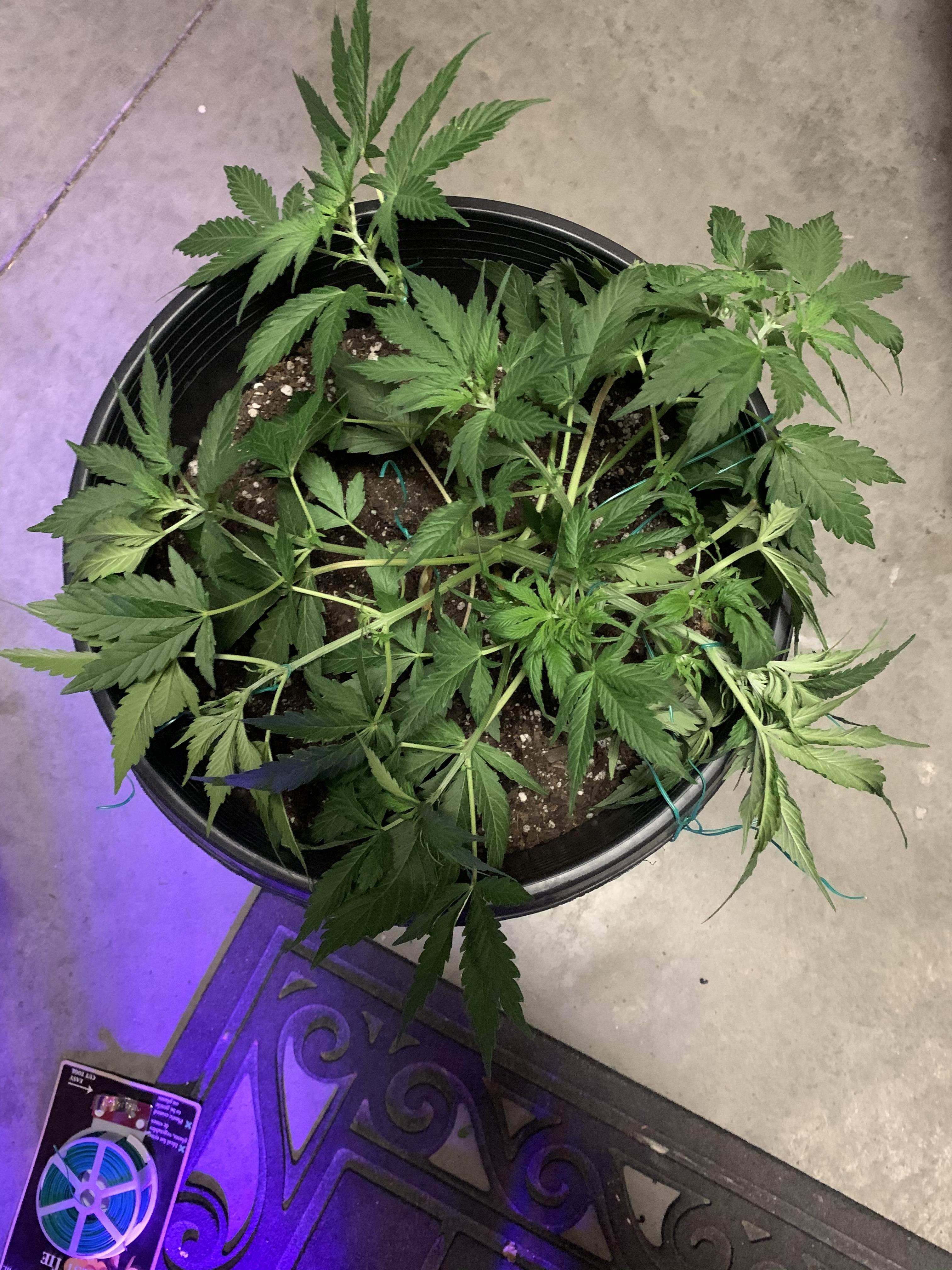 Almost 6 weeks old just did some LST...I’m not sure what I’m doing