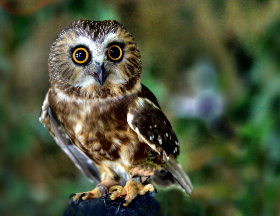 A superb northern sawwhet owl one of the smallest owl species found