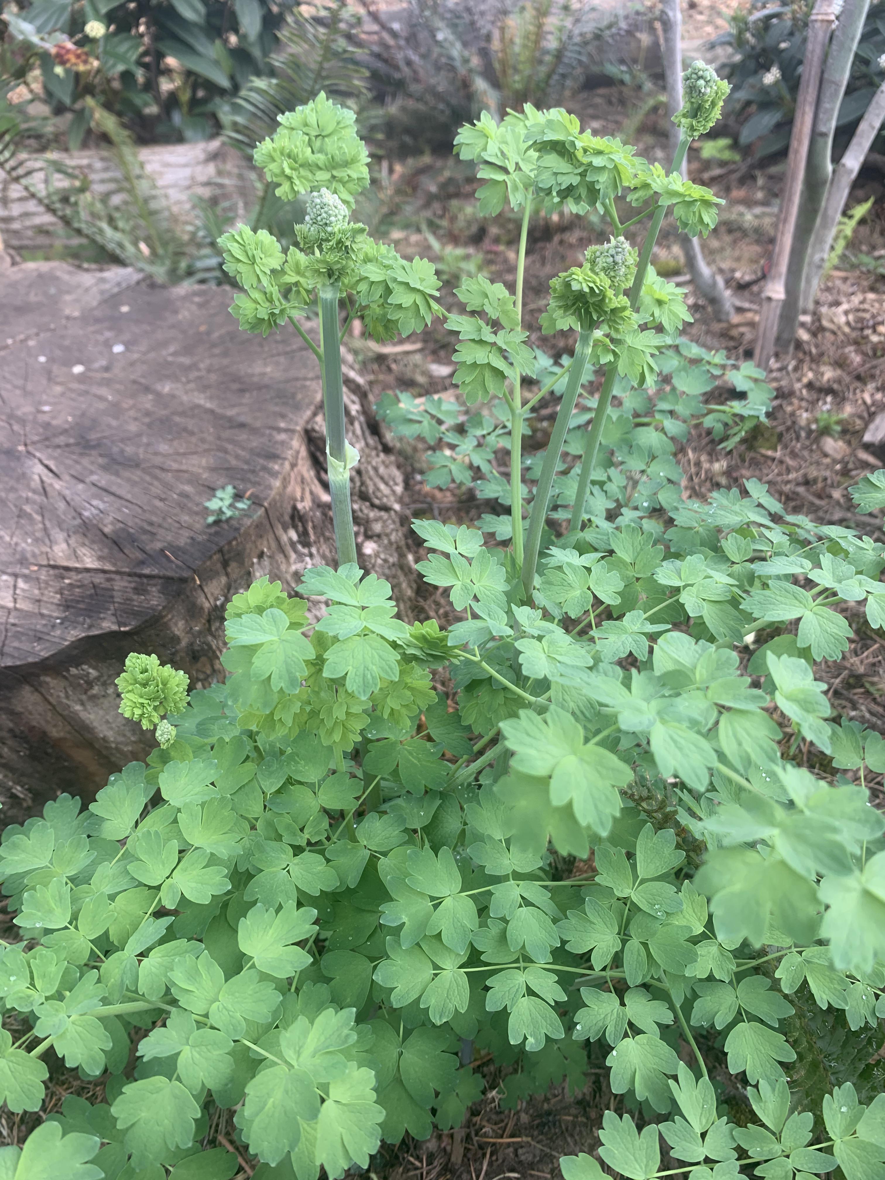 Pacific NW, volunteer plant, perennial whatplantisthis
