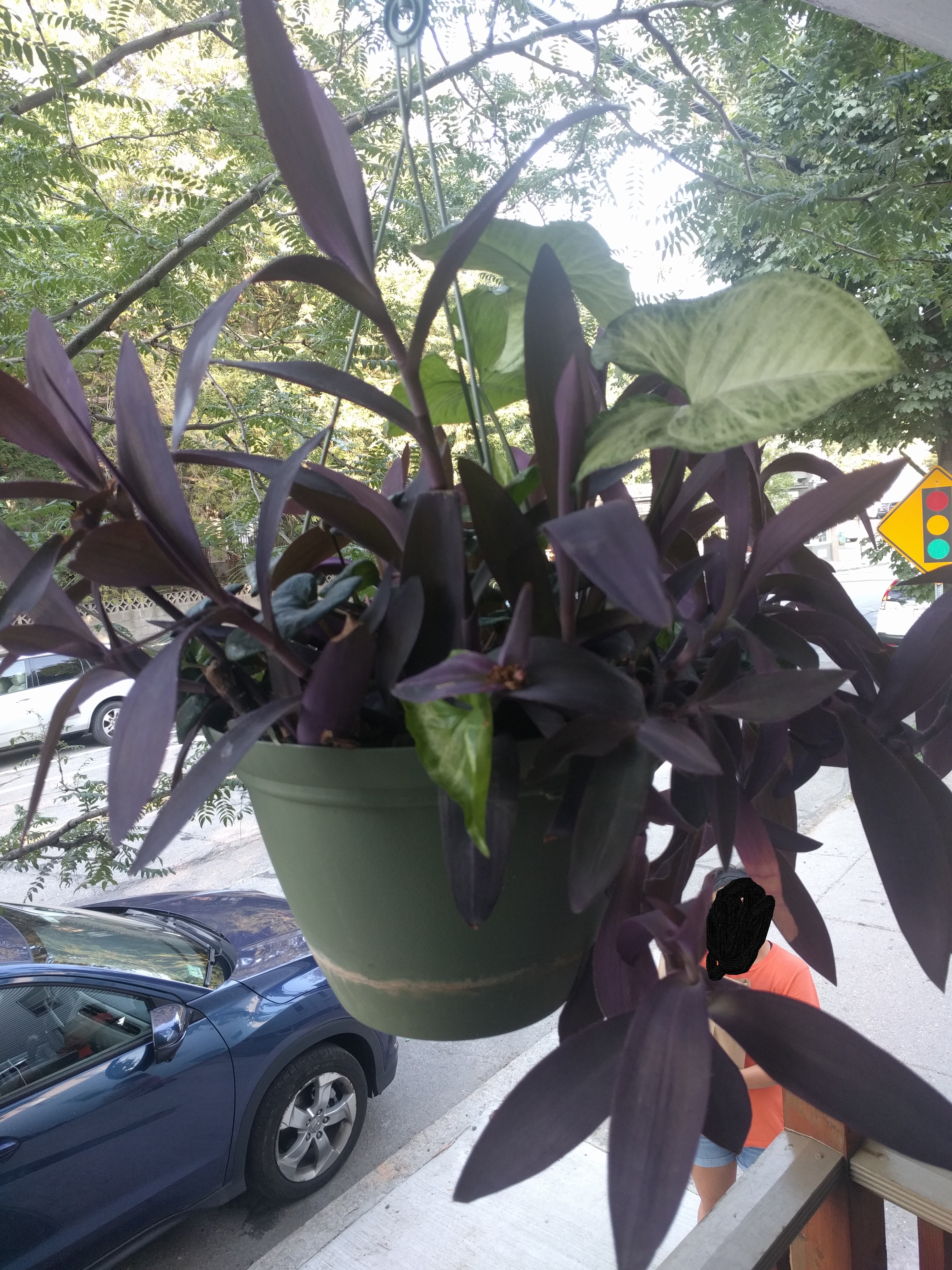 What is this purple plant? I saw it growing everywhere in Honduras. r