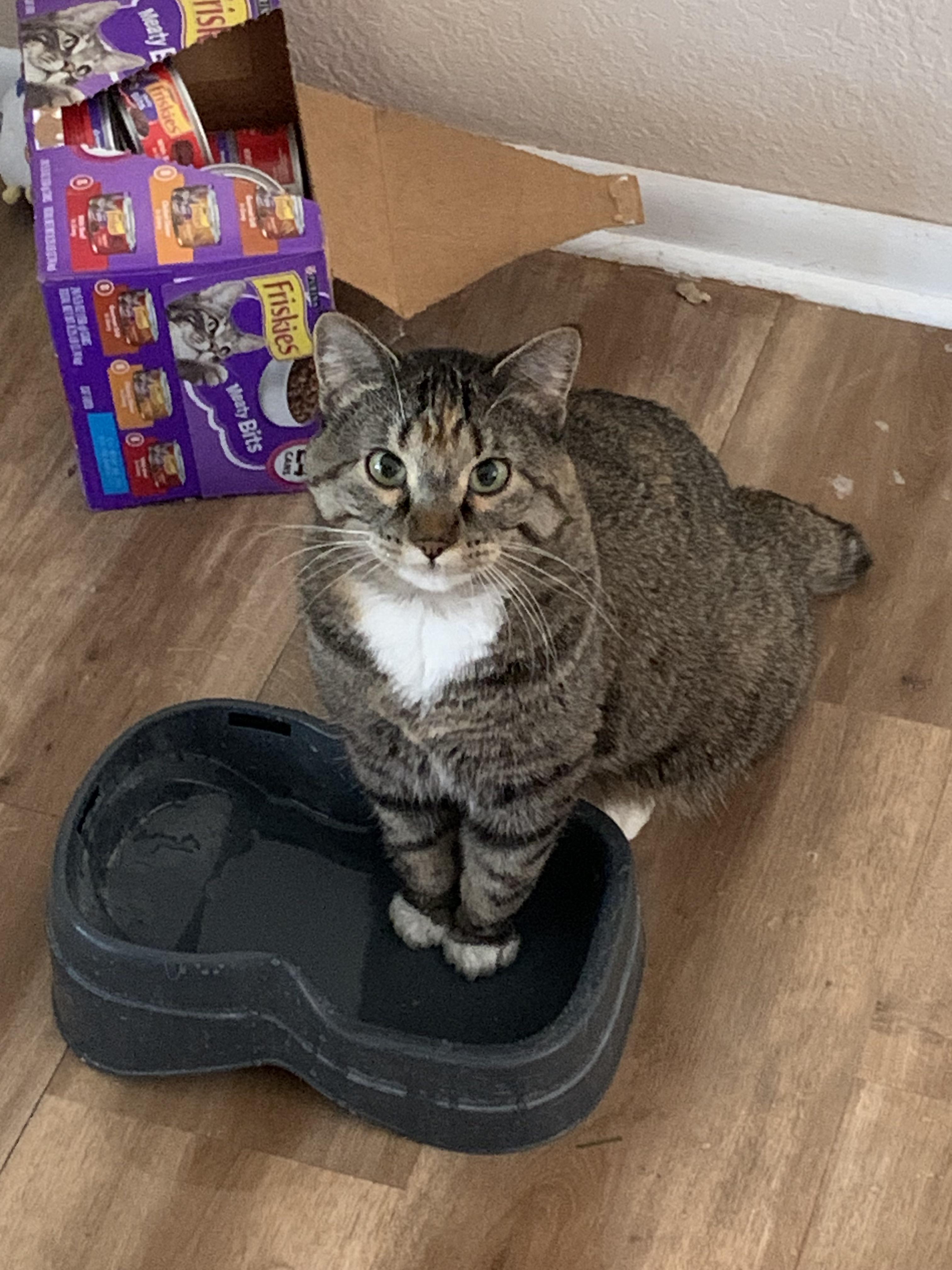 Cat splashing water out of bowl. r/cats