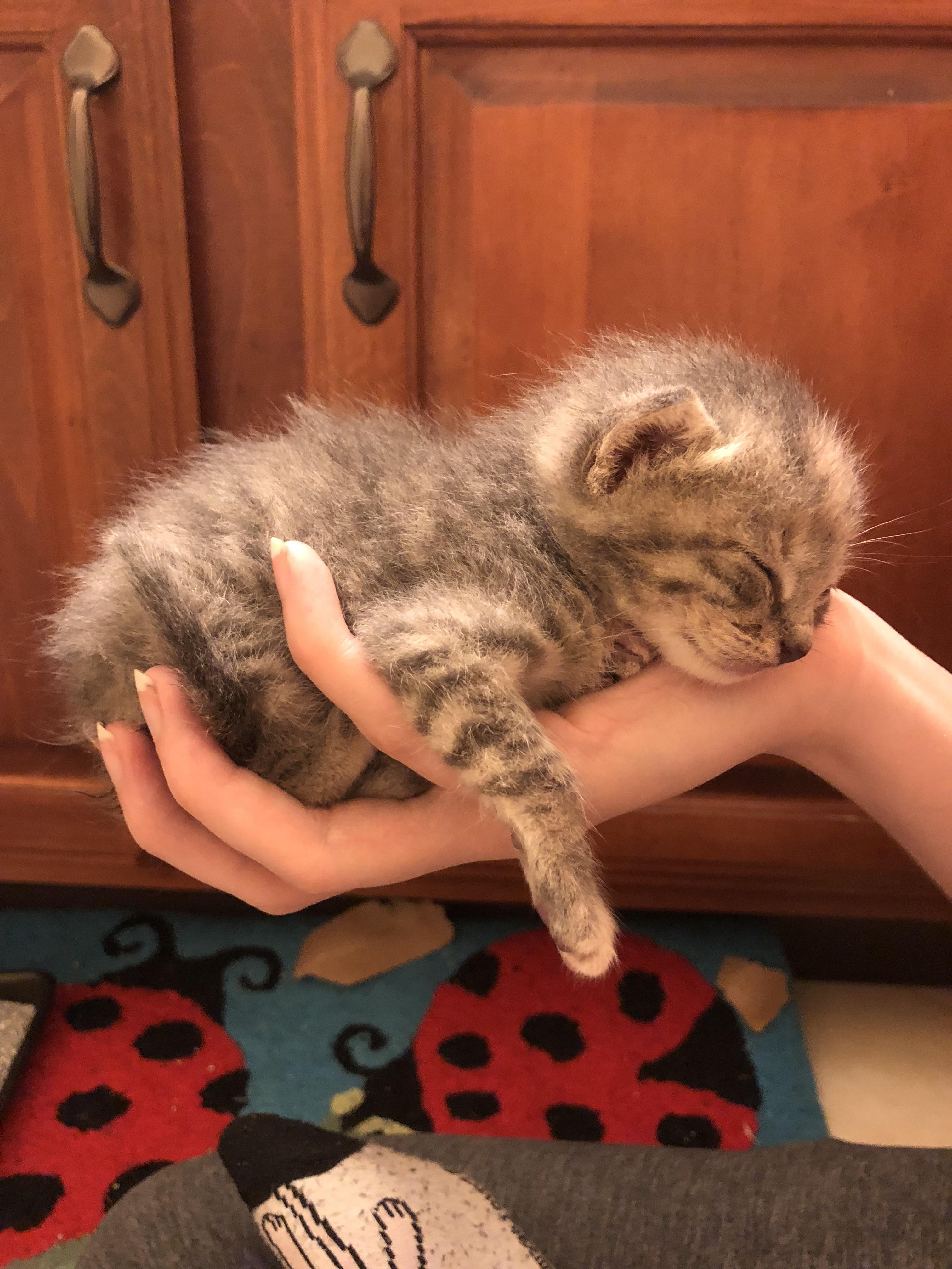 This is my 3 week old kitten ! r/aww