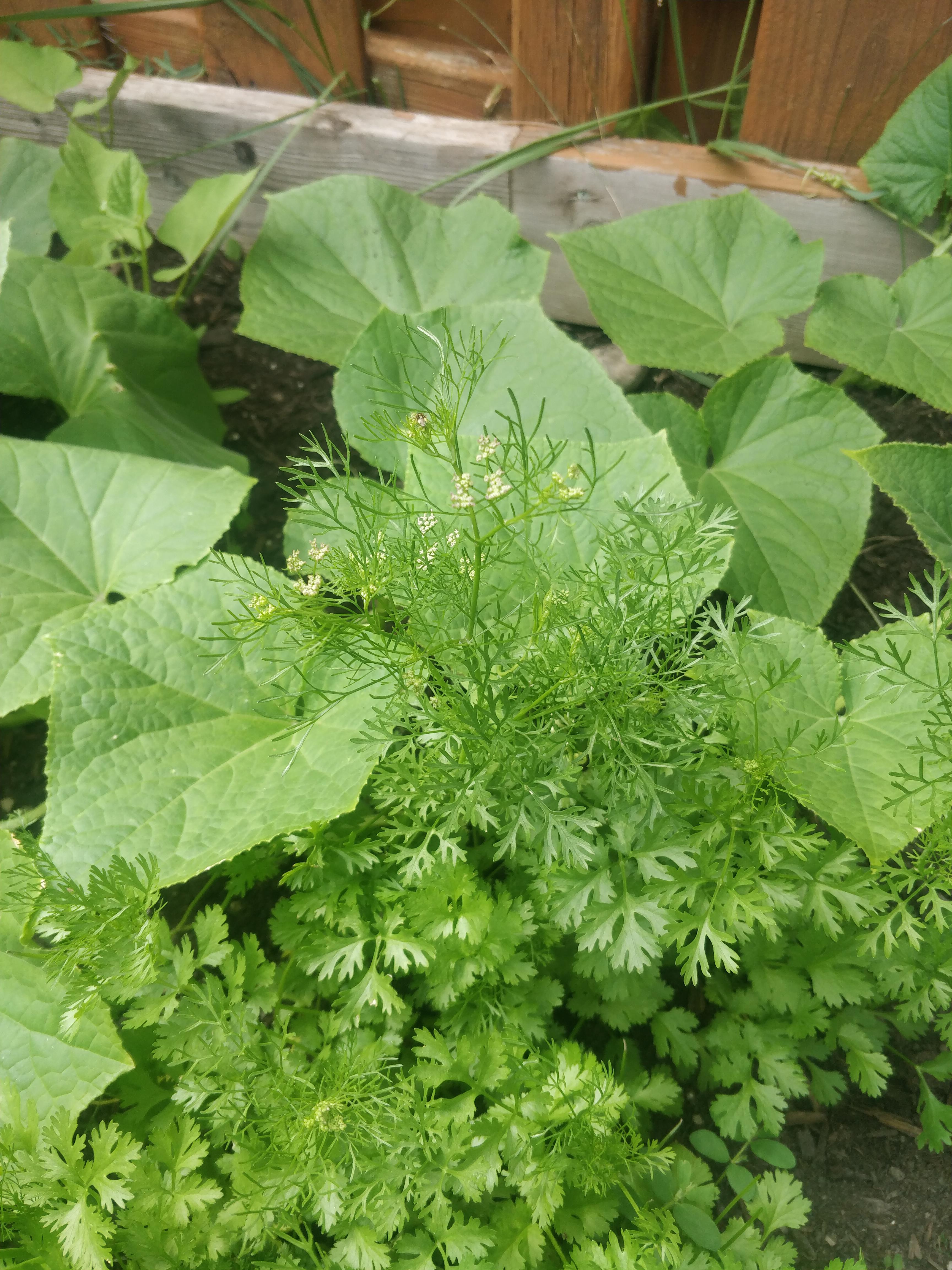Why does my cilantro has flowers coming ? r/gardening